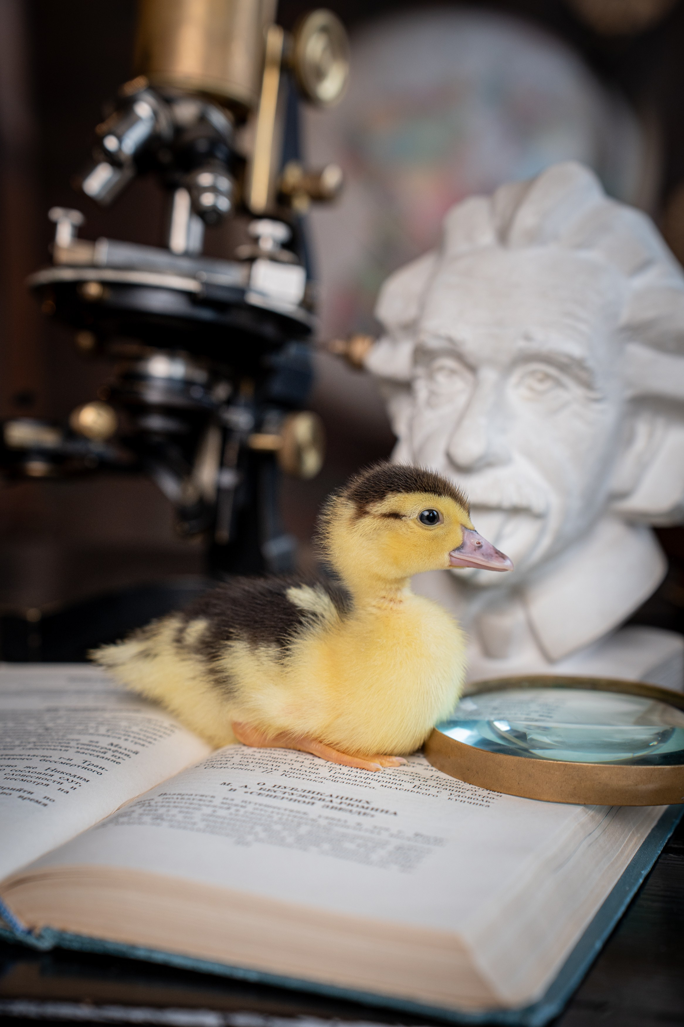 Анимализм. Портретный фотограф Олеся Владимирова в Москве