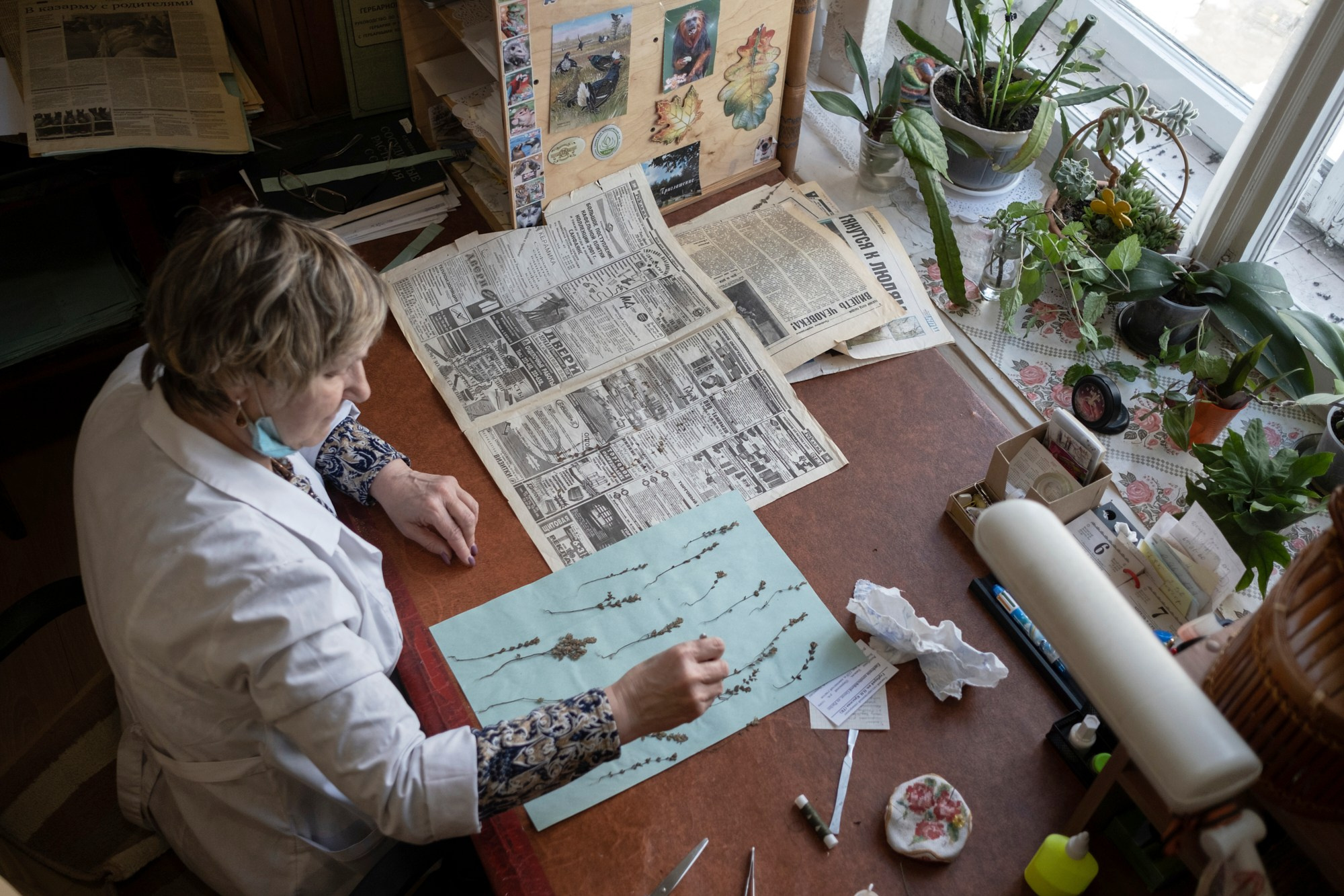 Гербарий ТГУ, herbarium