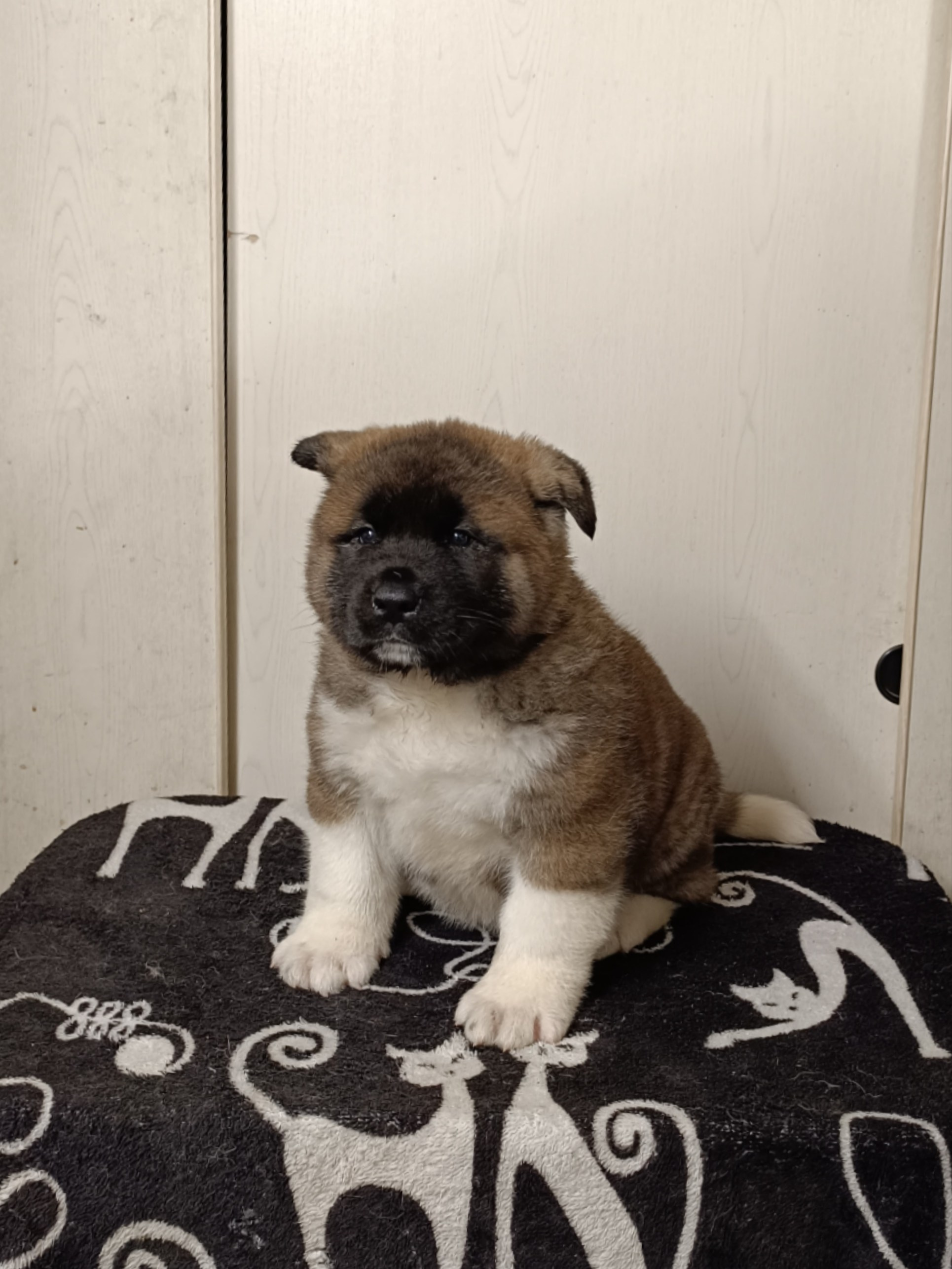 Rubylight Cirrus. Американская акита I Сиба ину I Питомник RUBYLIGHT