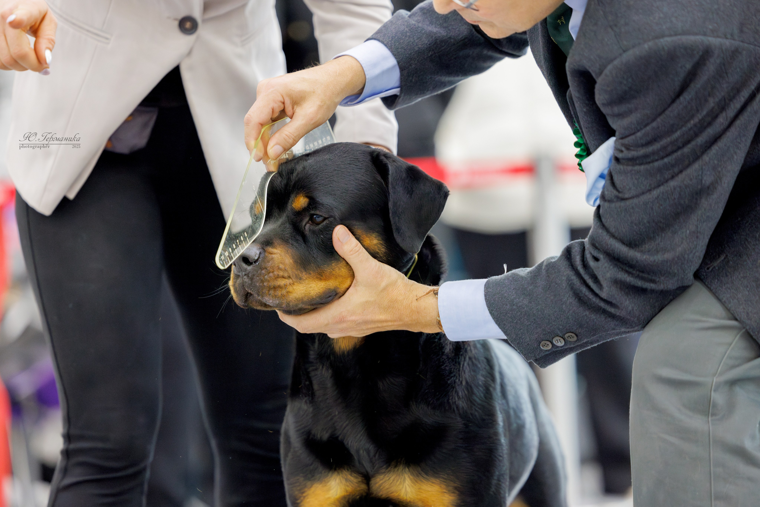 Сабанеевка Казань 25-26.01.2025. Фотограф-анималист Юлия Германика