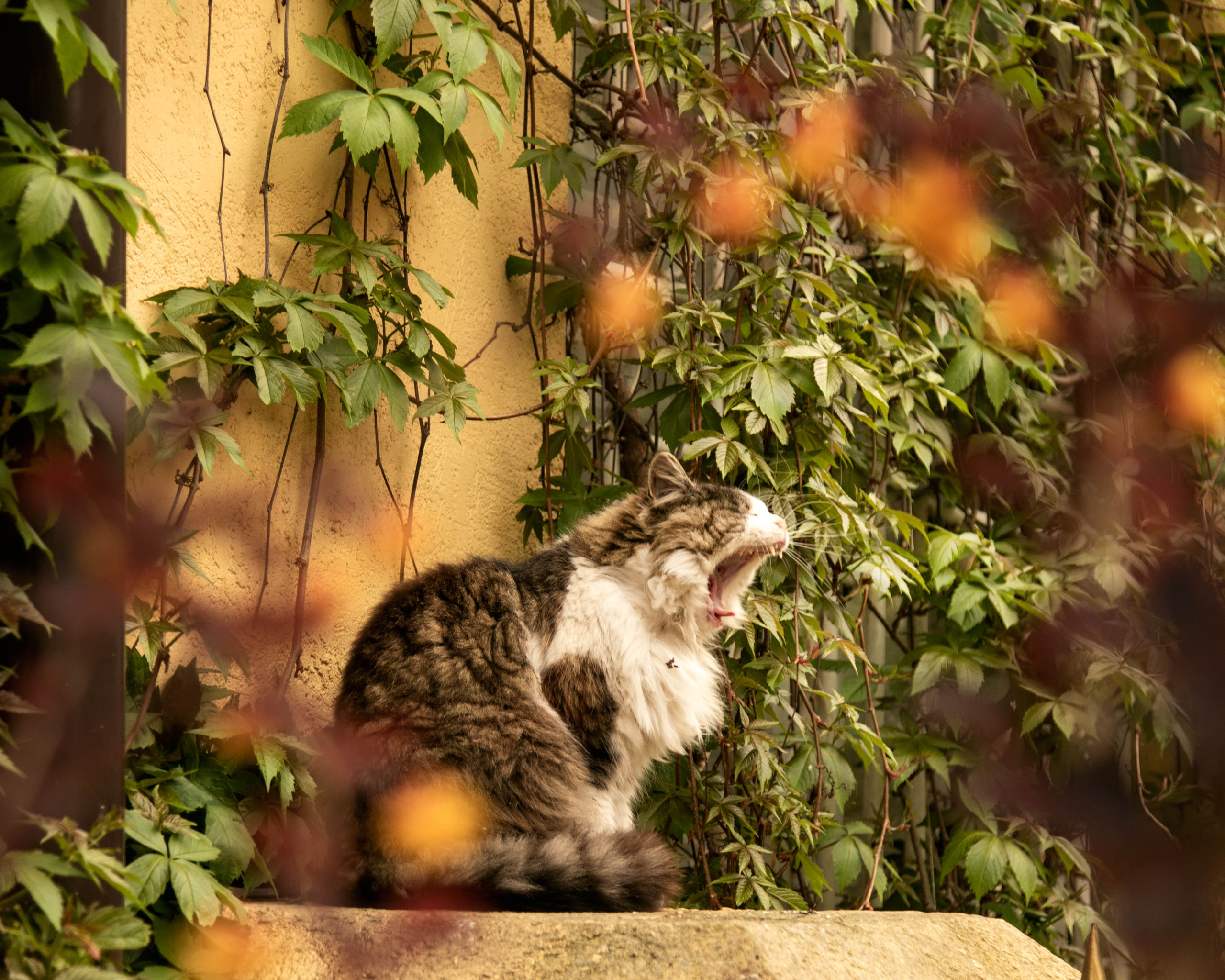 Обзор фотопрогулки по Зеленоградску. Фотограф Зеленоградск Лиана Сопина