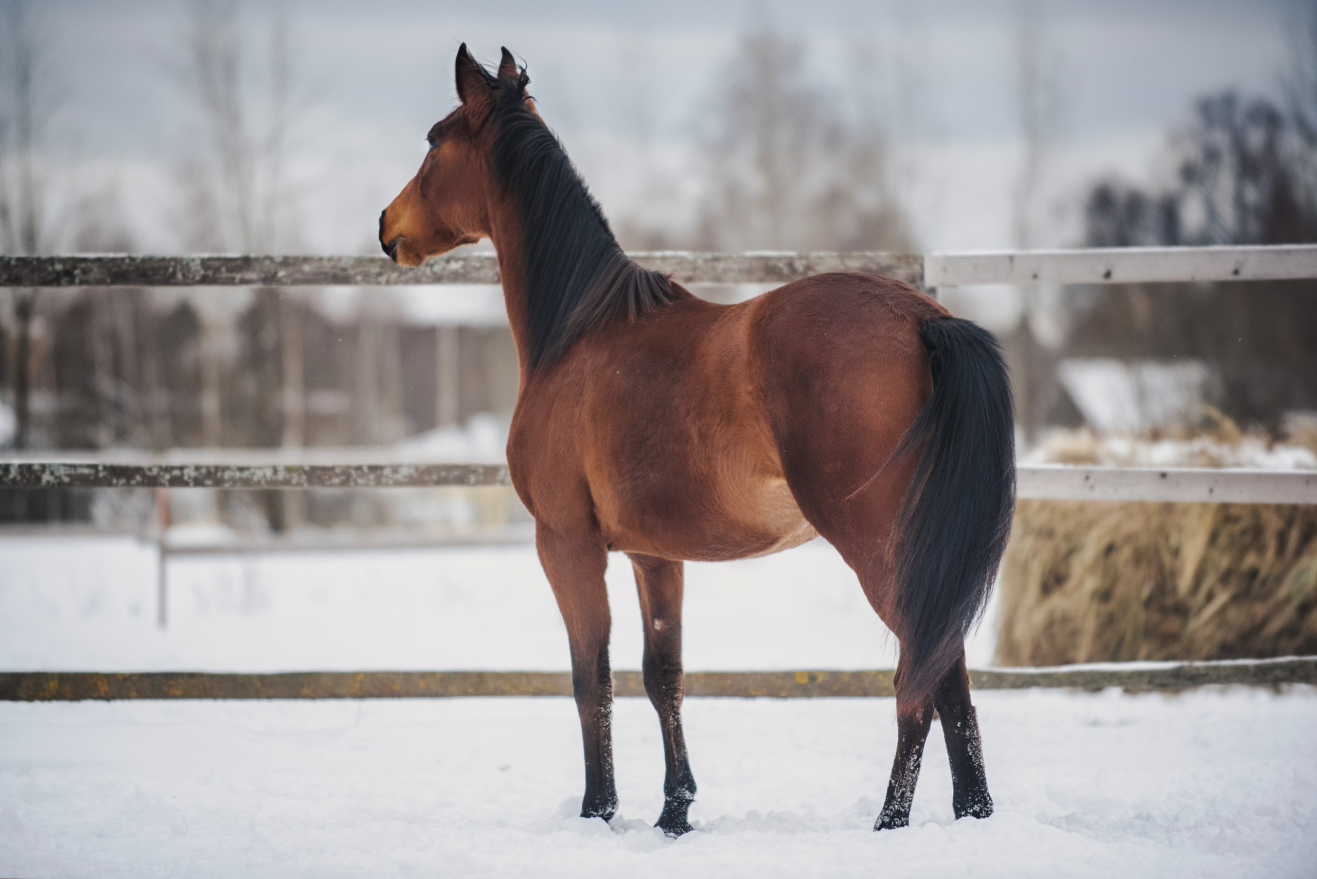 Дестини. Куракина Дарья • Конный фотограф
