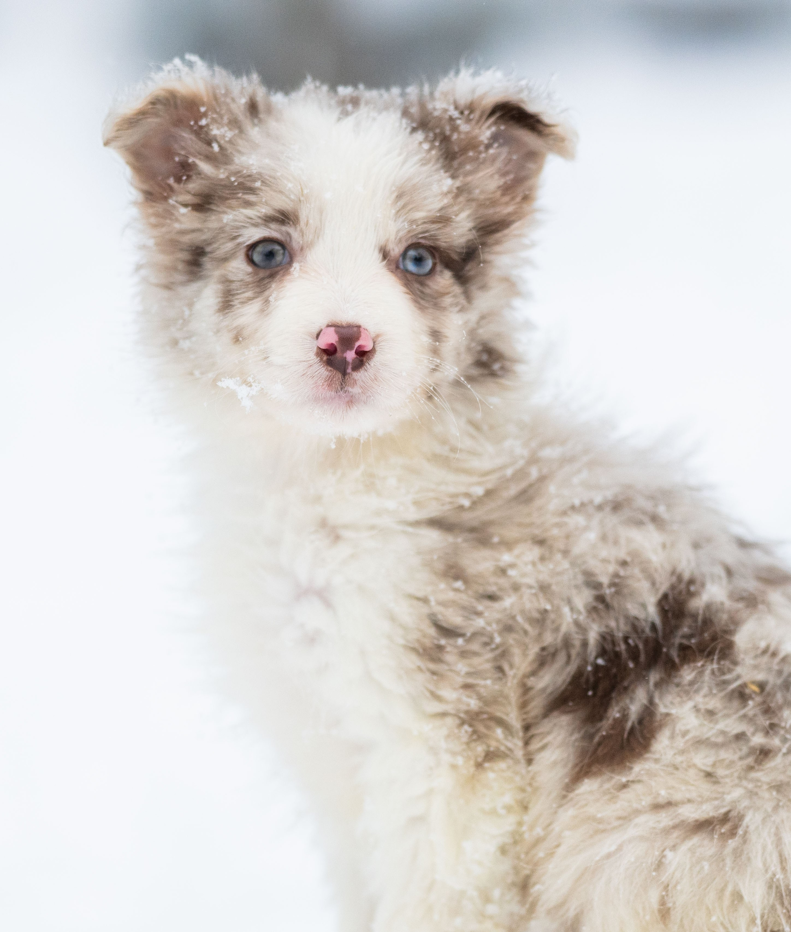 Фритсвит. Семейный фотограф Ефремова Виктория