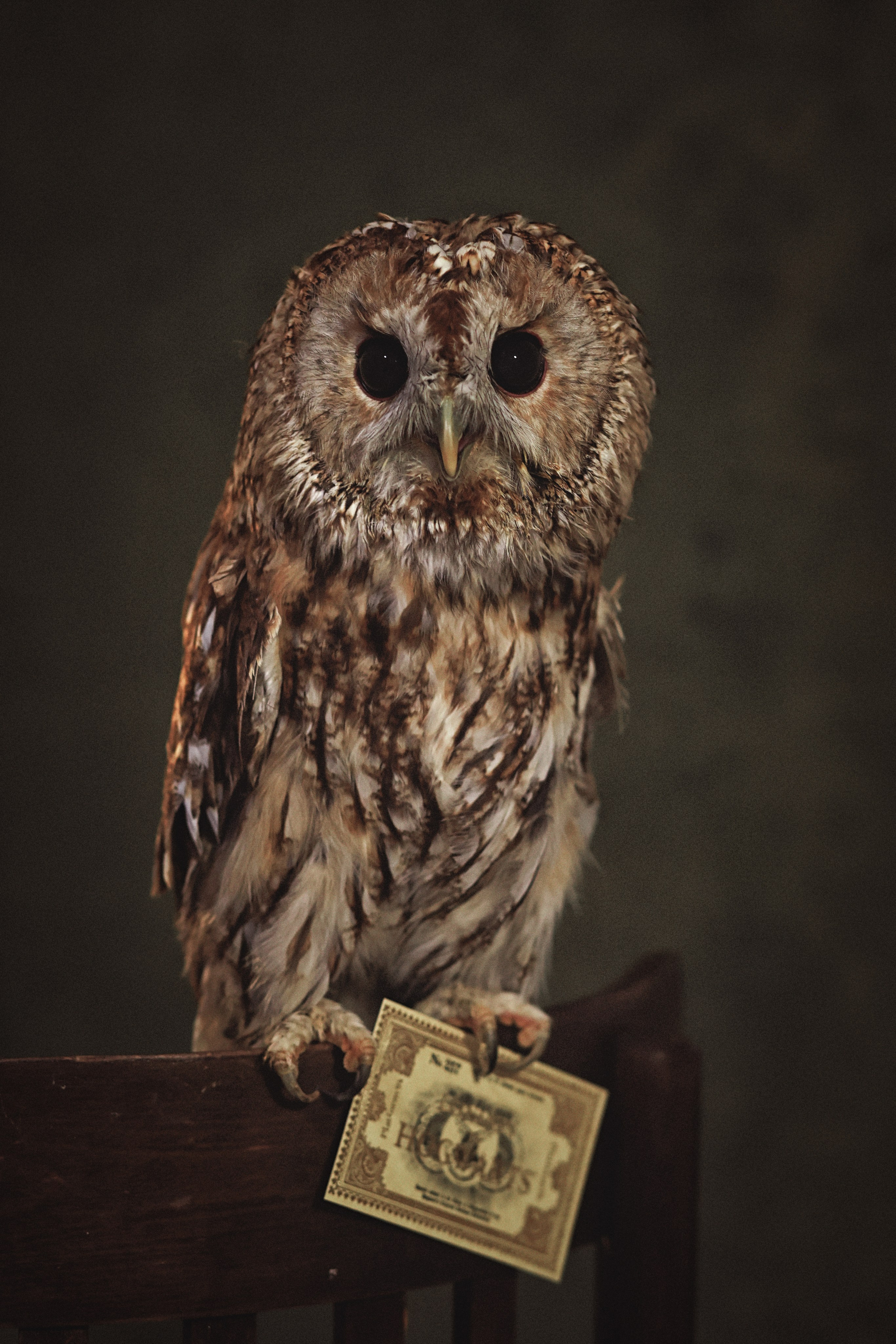 Фотосессия животных в Ижевских, фотограф животных. Детский, семейный фотограф в Ижевске и Москве Аксинья Лысенкова ADEN