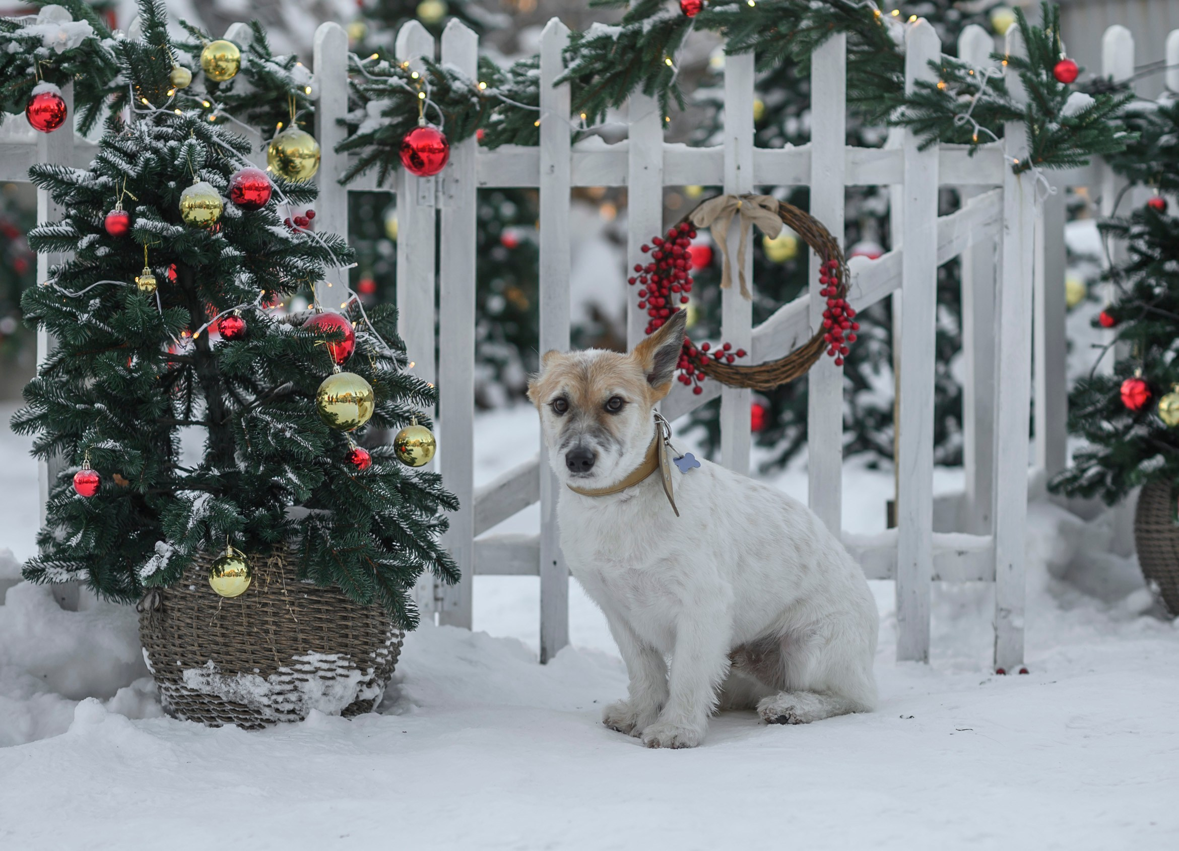 НОВОГОДНИЙ ФУРГОН. Семейный фотограф Екатеринбург Лора Мур