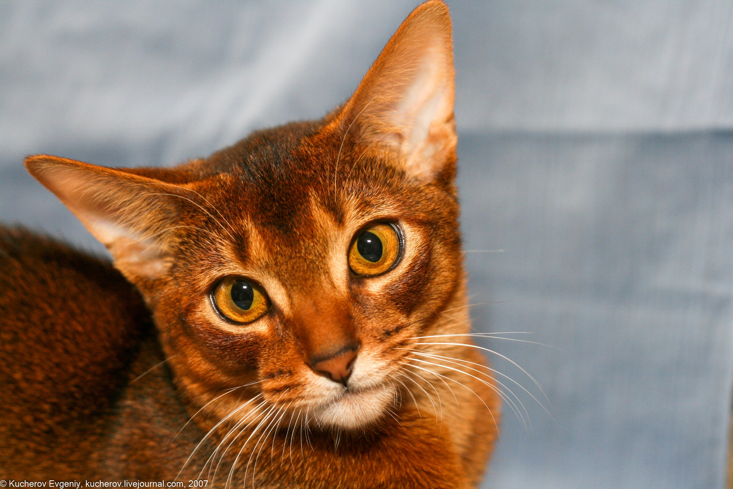 Животные. Кучеров Евгений. Фотограф