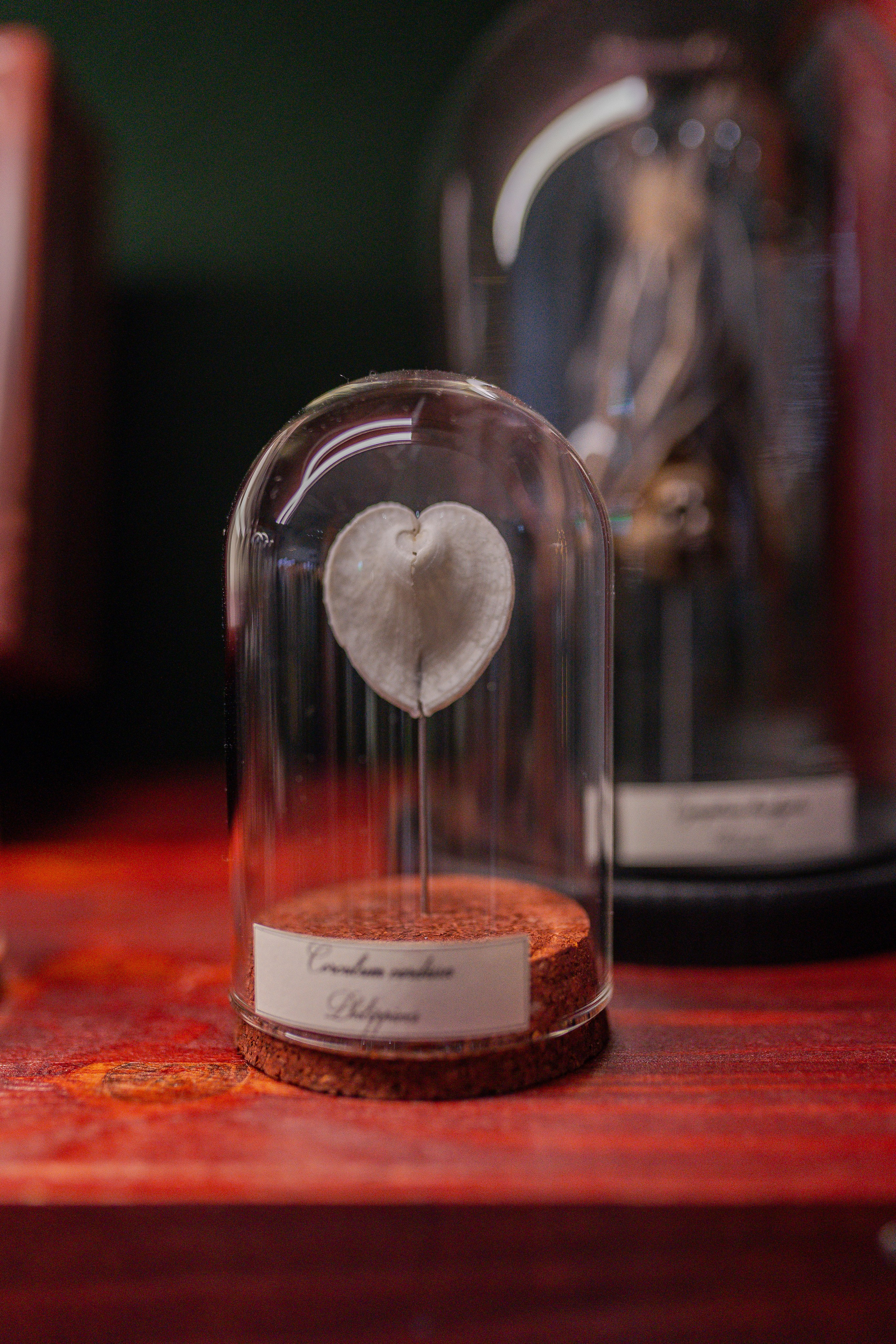 Орхидиум 12.2025. Александра Куликова фотограф, Москва