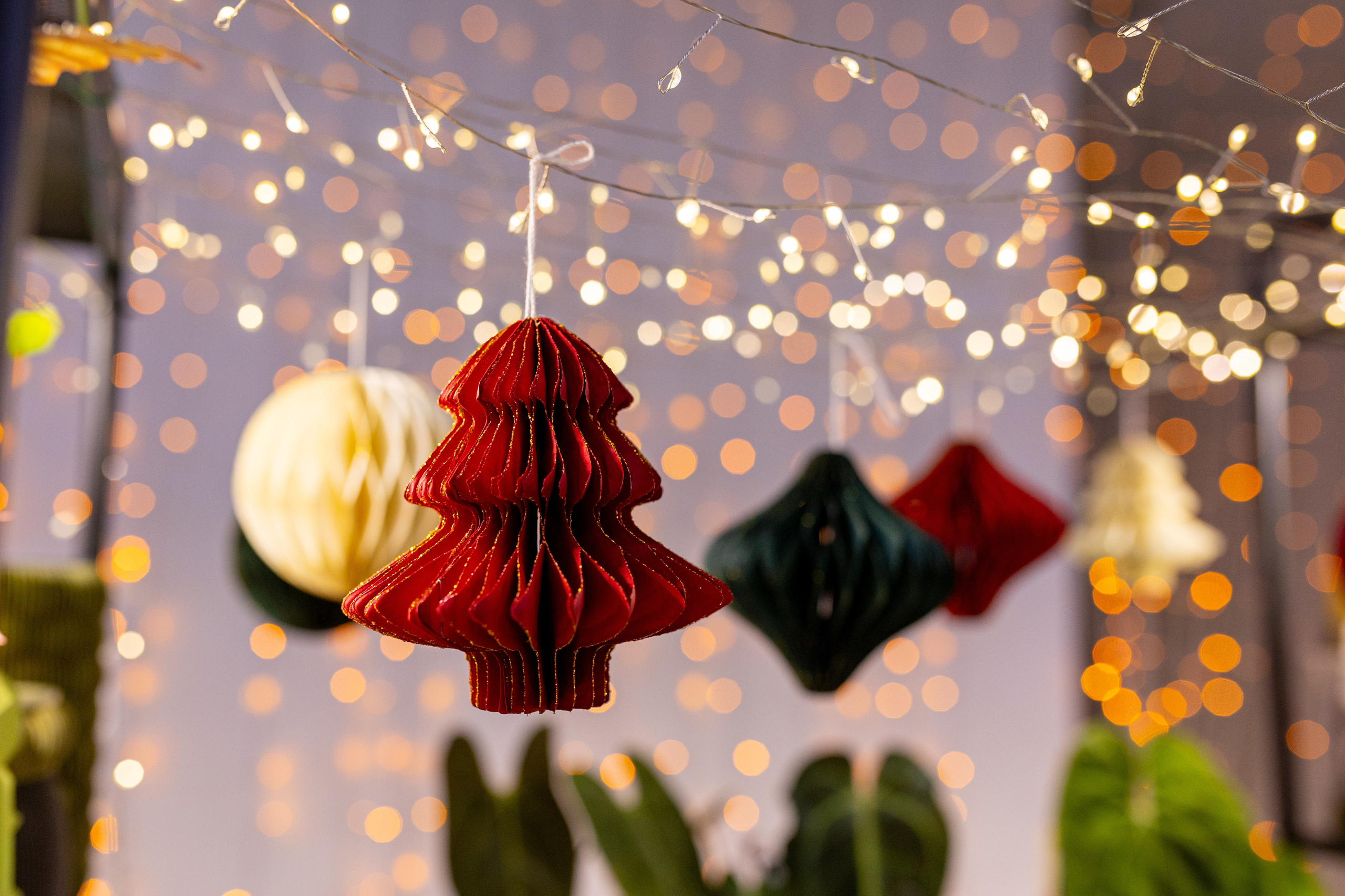 Орхидиум 12.2025. Александра Куликова фотограф, Москва