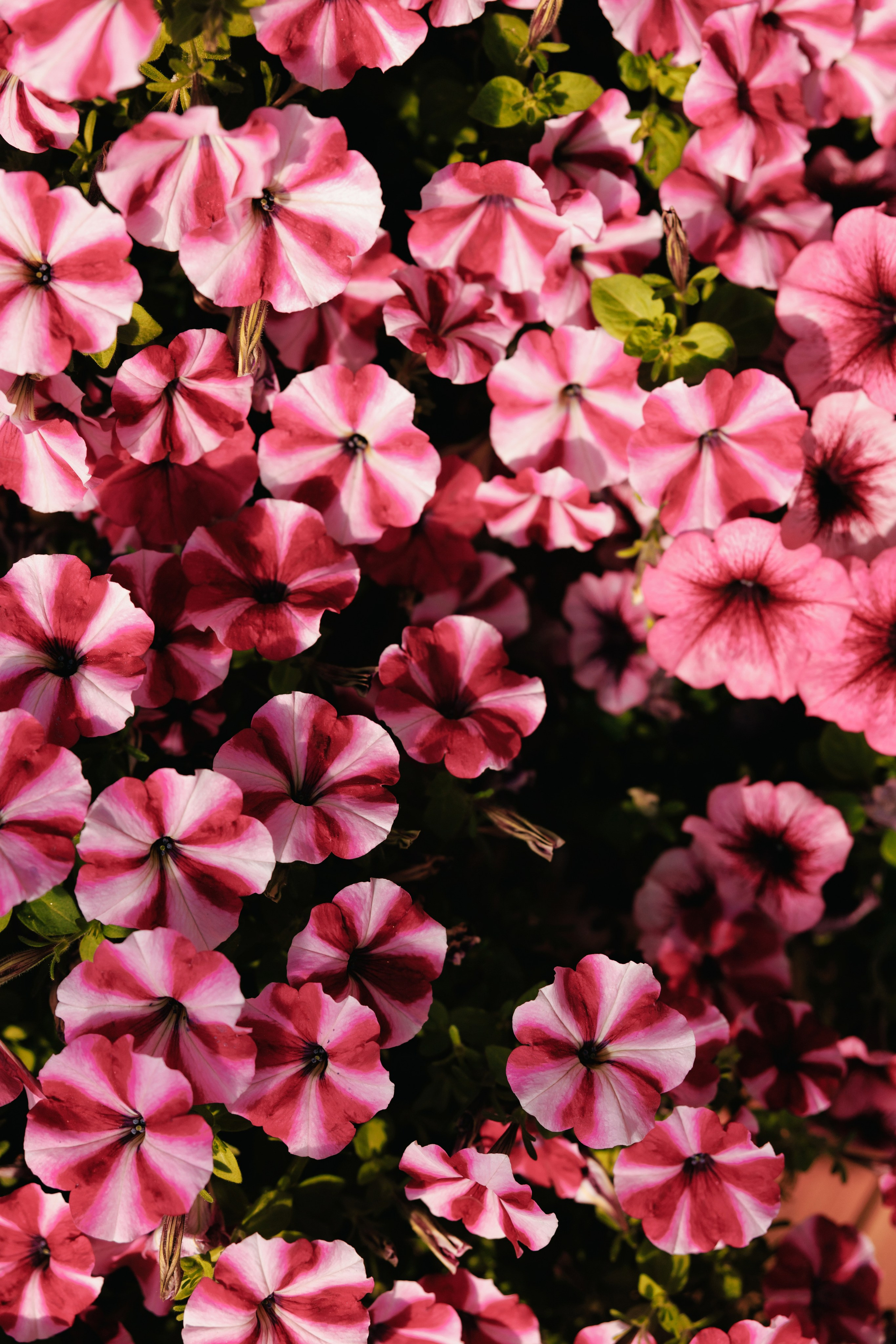 Пряности и радости на Васильевском острове. Репортажный фотограф в Санкт-Петербурге Жолудев Владислав