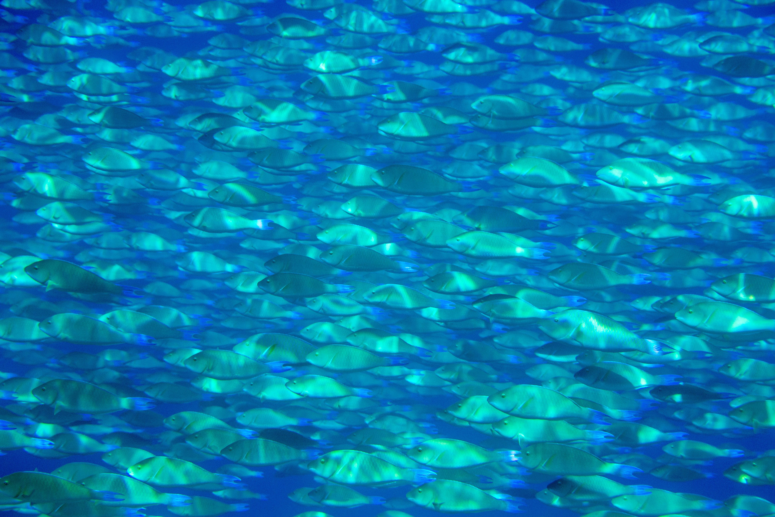 Море. Фотограф в Санкт-Петербурге Ибрагимова Алина