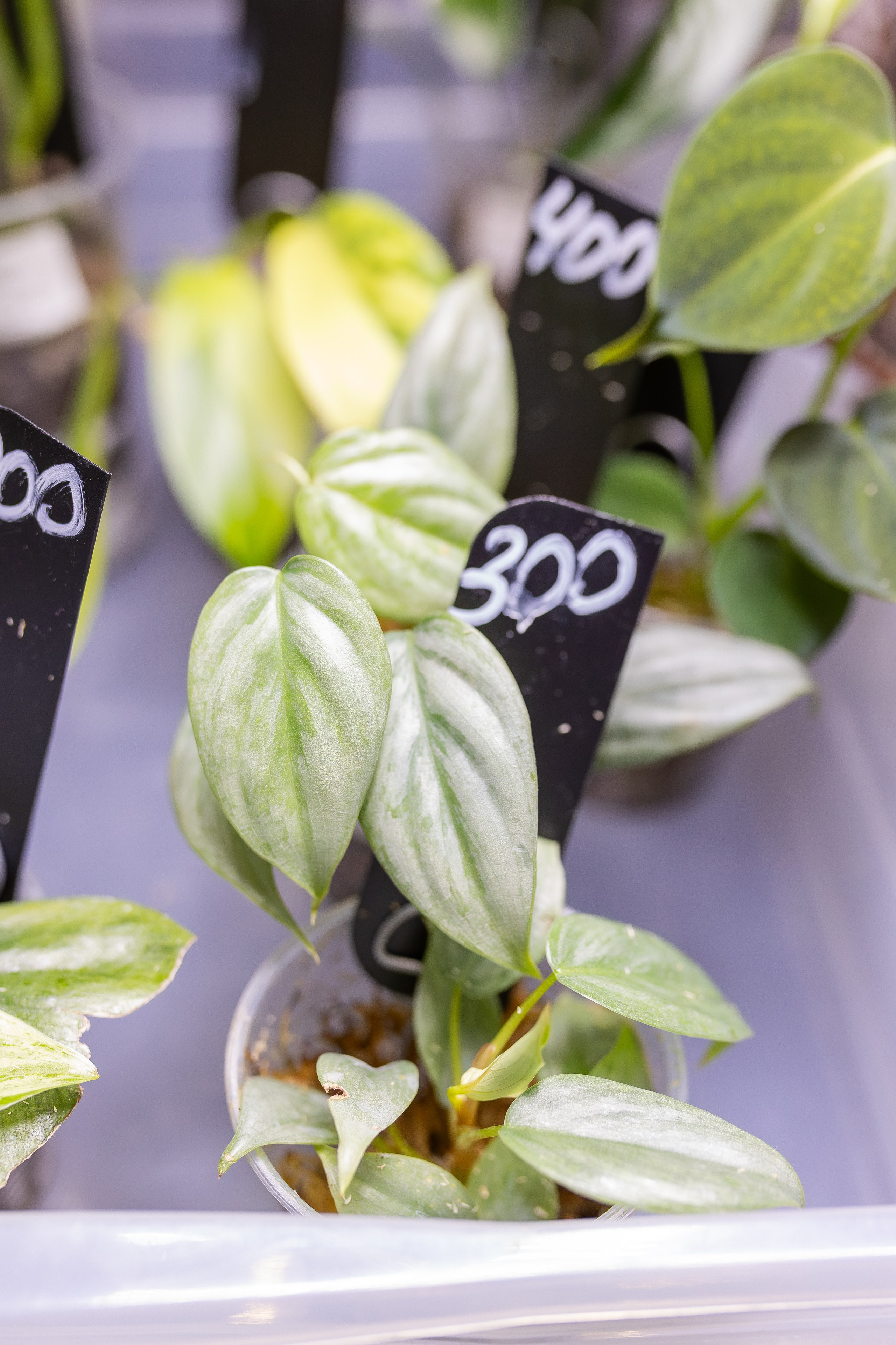 Монстериум апрель 2026. Александра Куликова фотограф, Москва