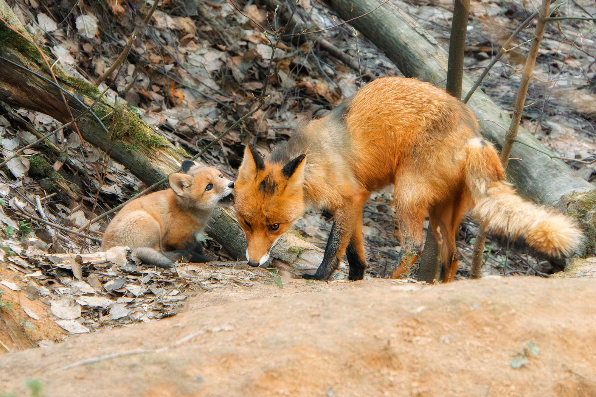 Животные. Ваш личный фотограф Марина Волкова