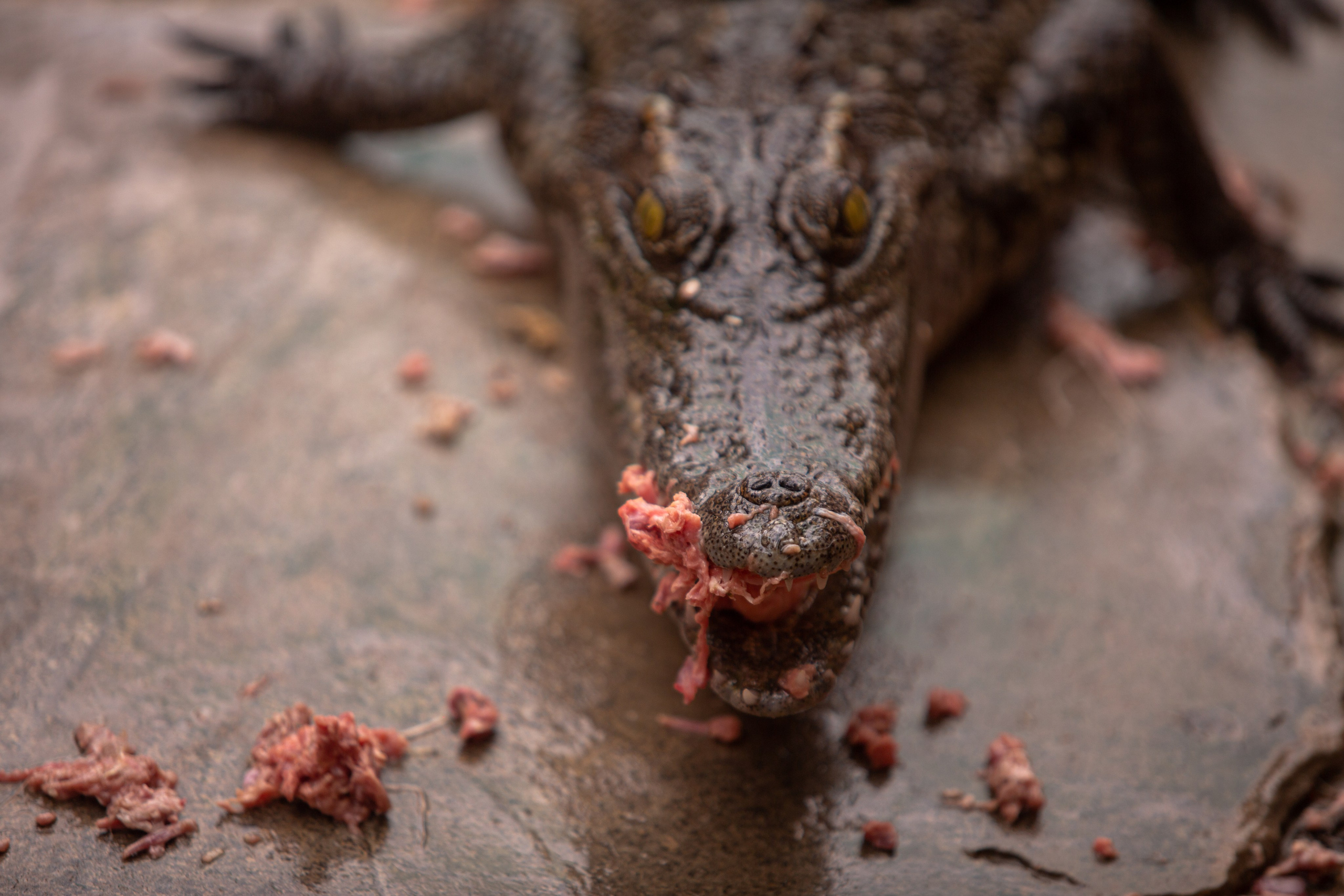 Samut Prakan Crocodile Farm & Zoo. Photographer Sonkina Tatiana (Tanya Ash)