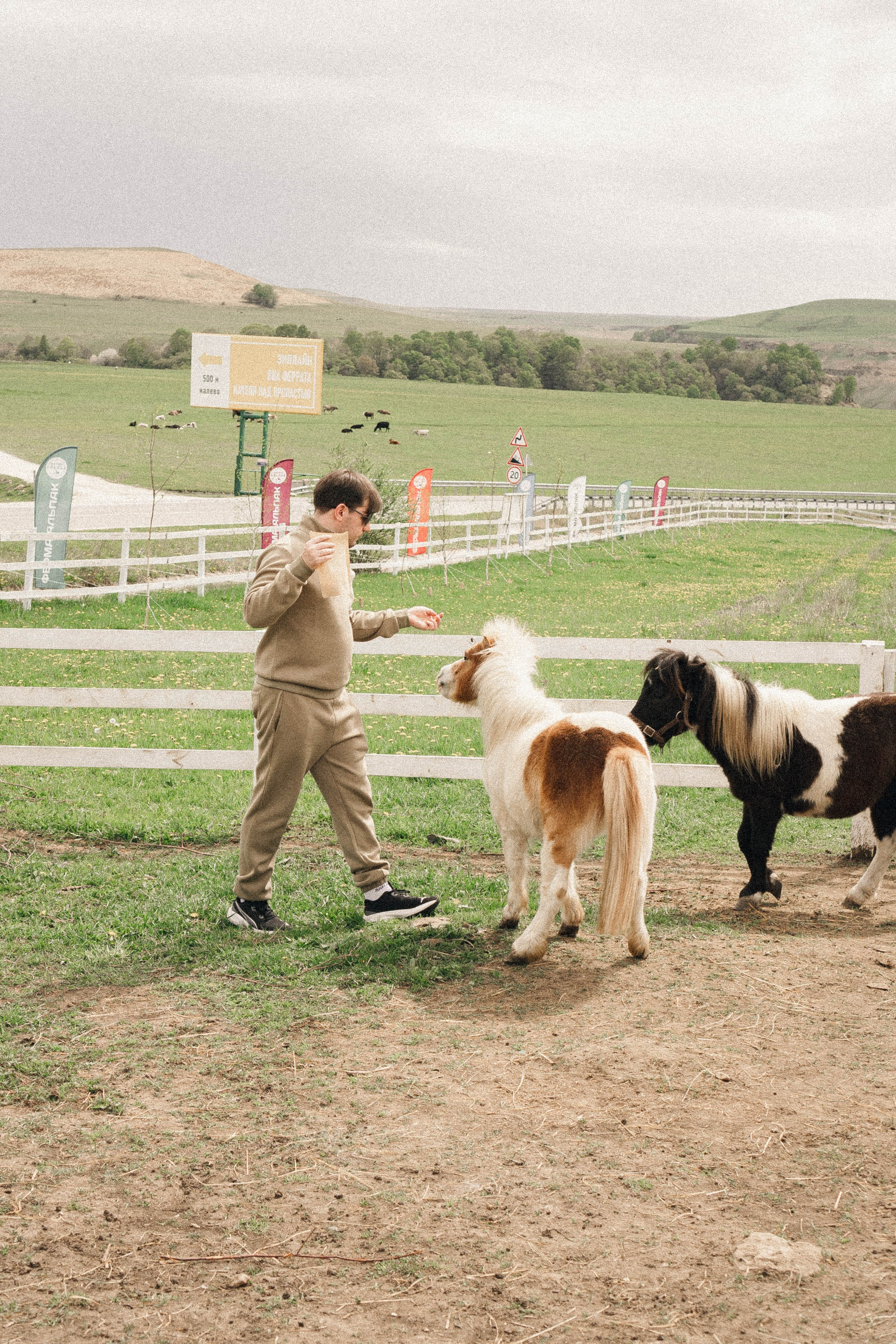 Ферма Альпак. Профессиональный фотограф, Санкт-Петербург — Виктория Богомолова