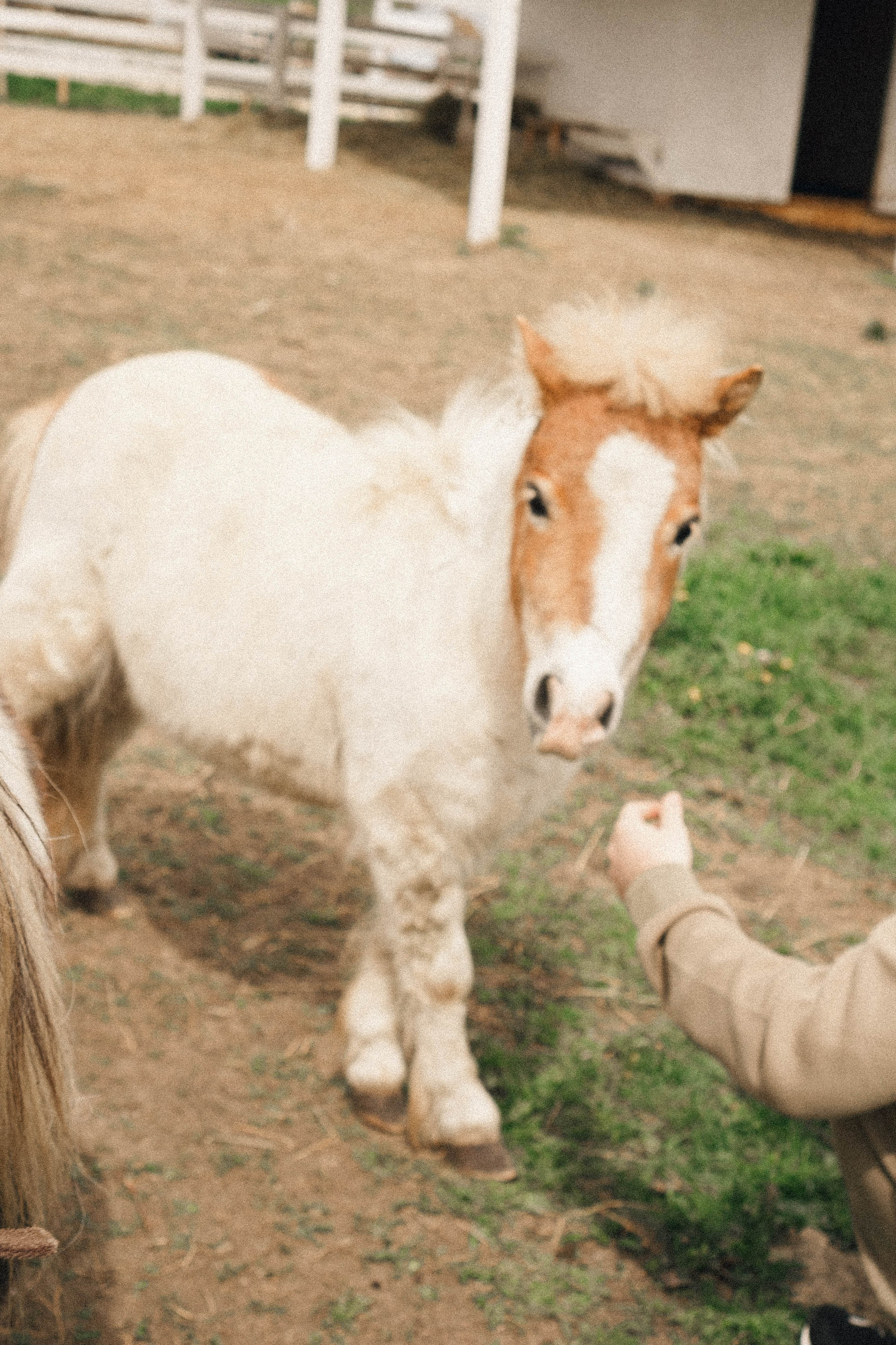 Ферма Альпак. Профессиональный фотограф, Санкт-Петербург — Виктория Богомолова
