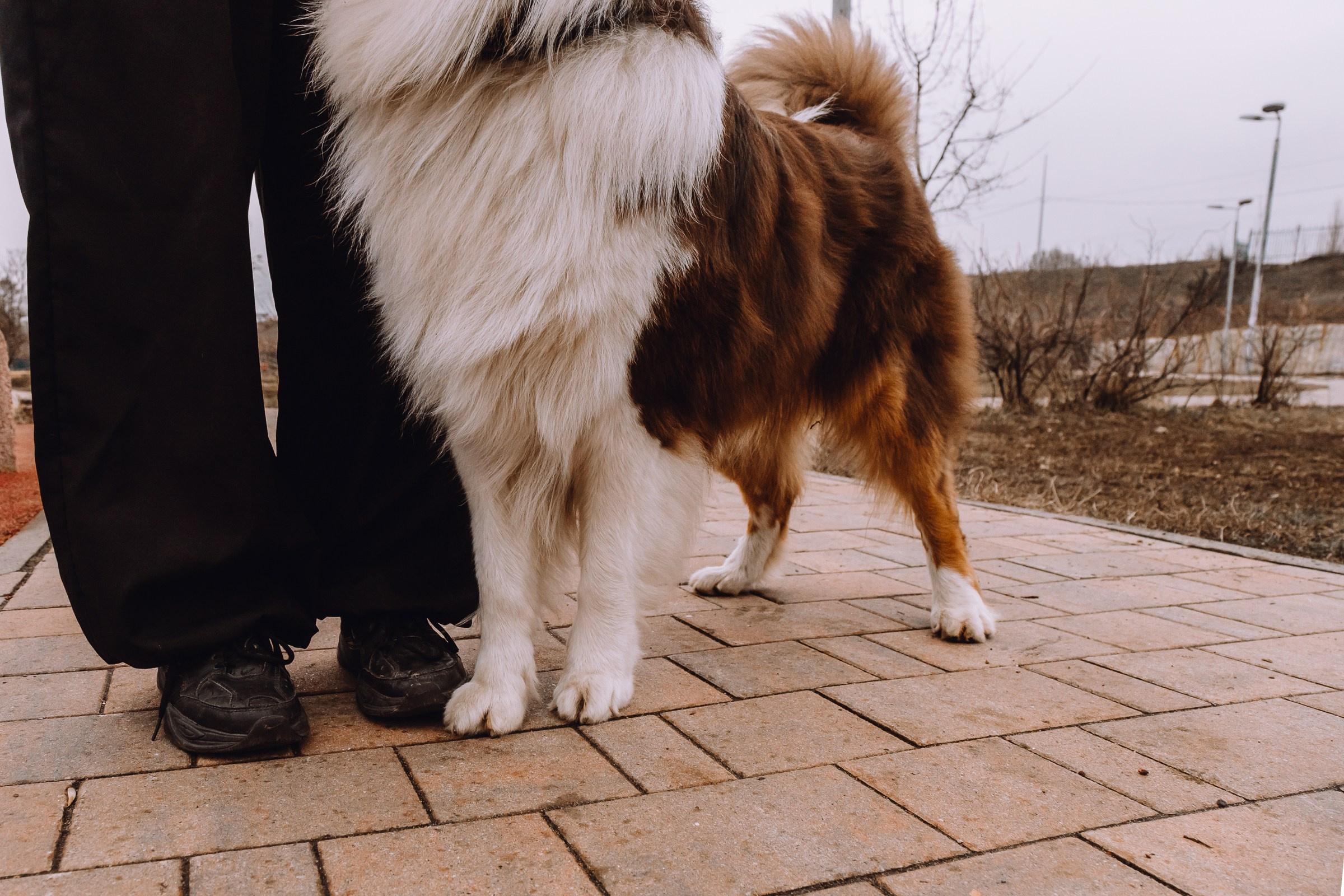 Лучший друг человека. Репортажный и семейный фотограф в Москве