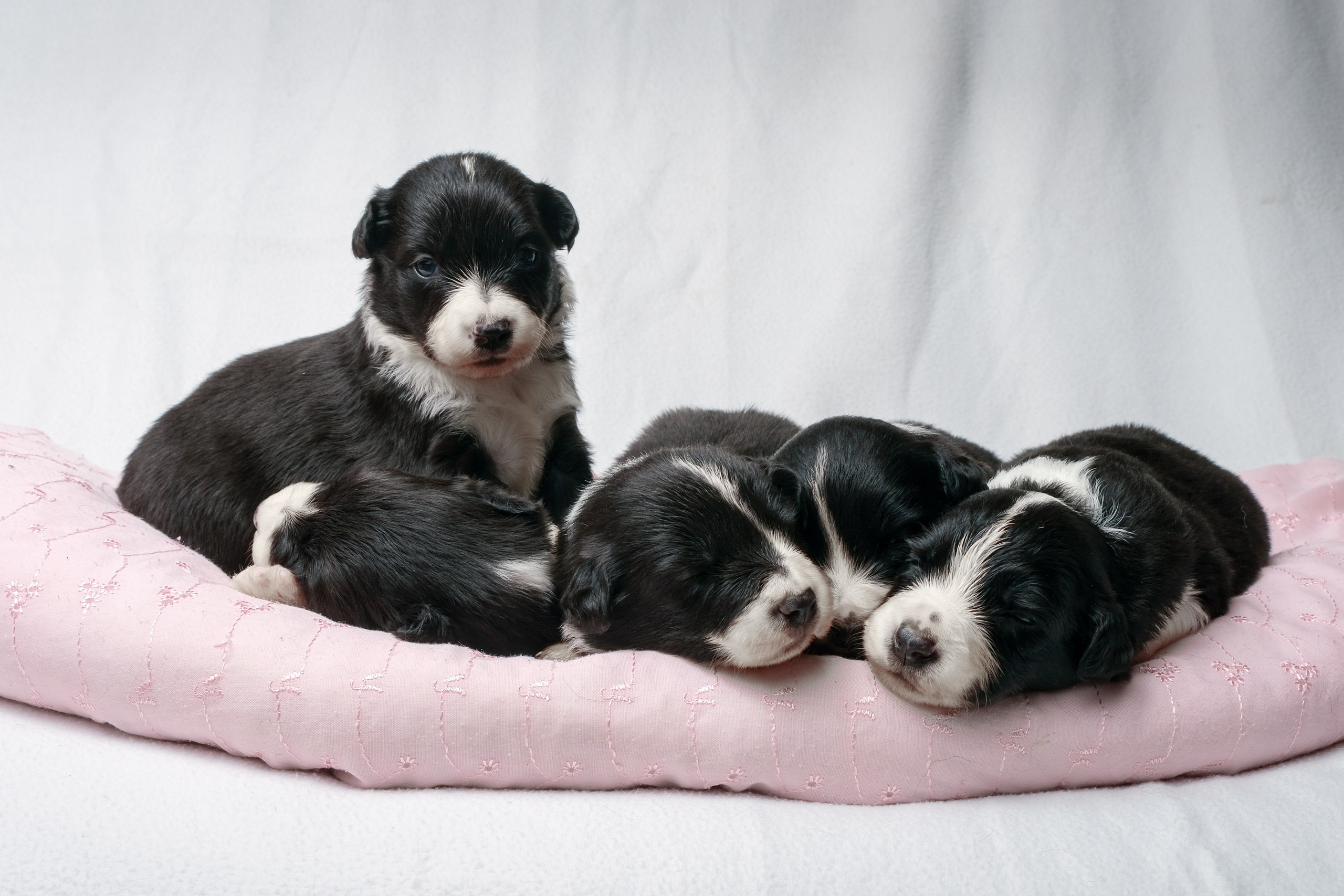 Съемка животных, собак, щенков, фото помета, портрет питомцев. Портретный и семейный фотограф в Перми Лена Лоза. Портрет для бизнеса