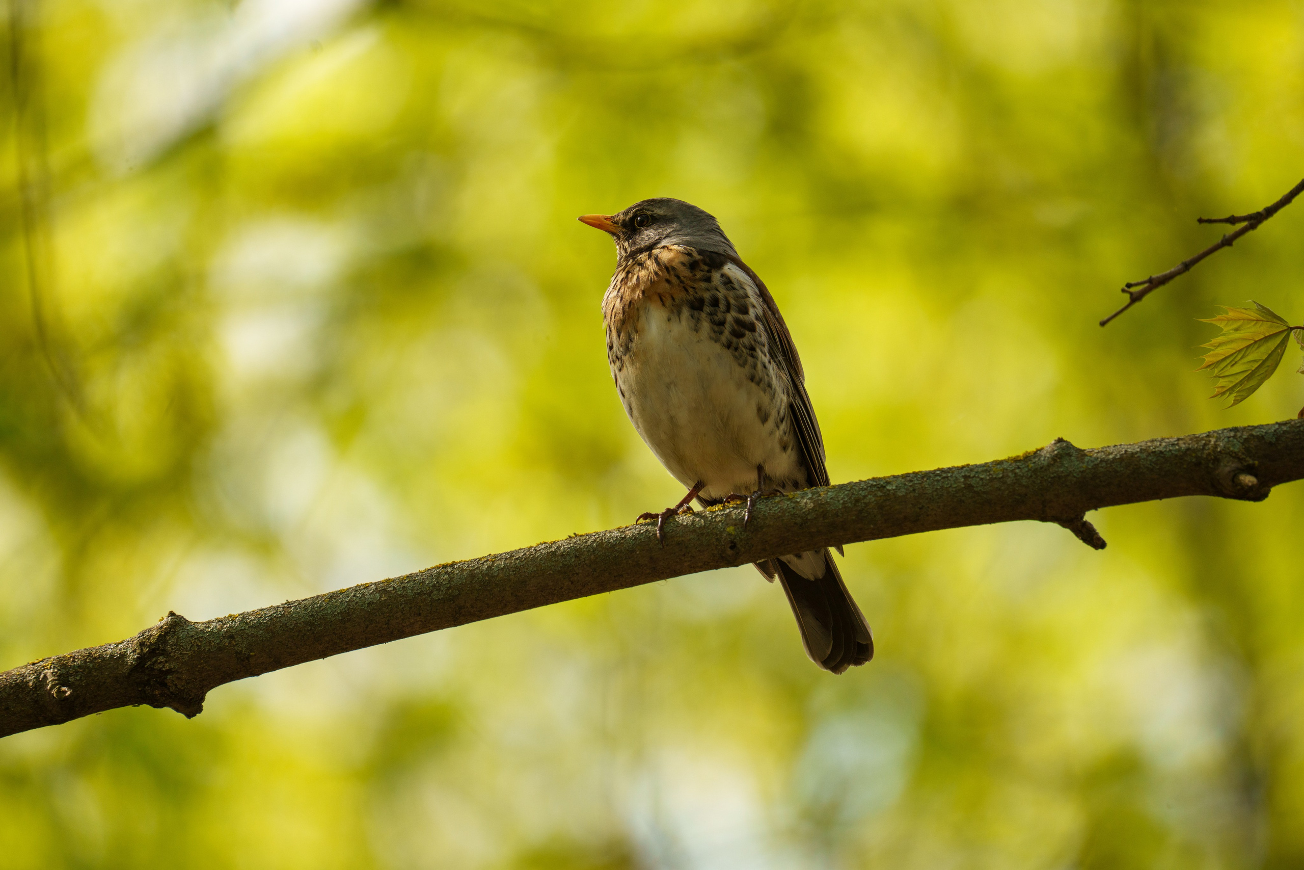 Animals — Животные