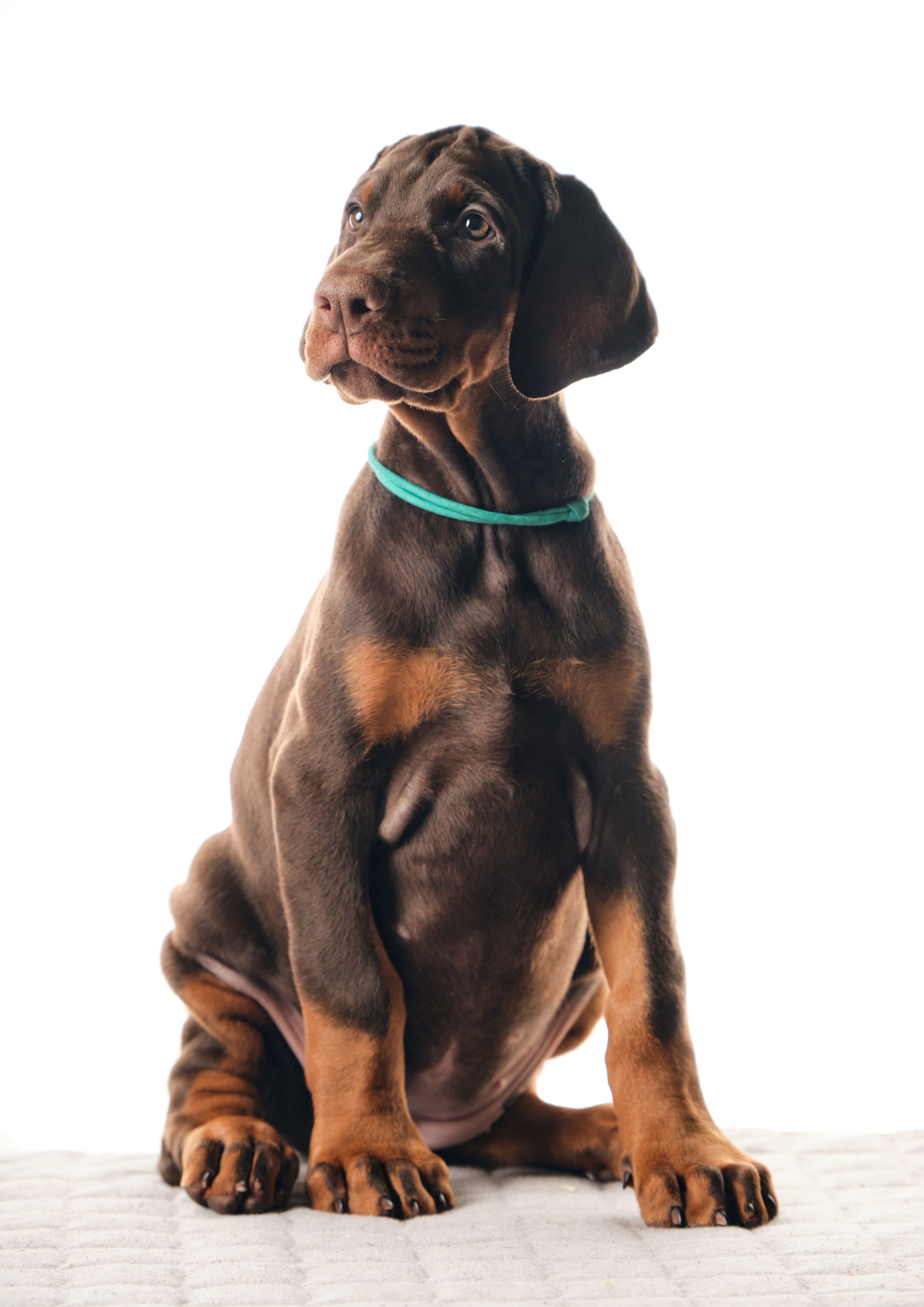 Фотограф животных в Москве и московской области. Профессиональный фотограф в Москве — Максим Дьяконов