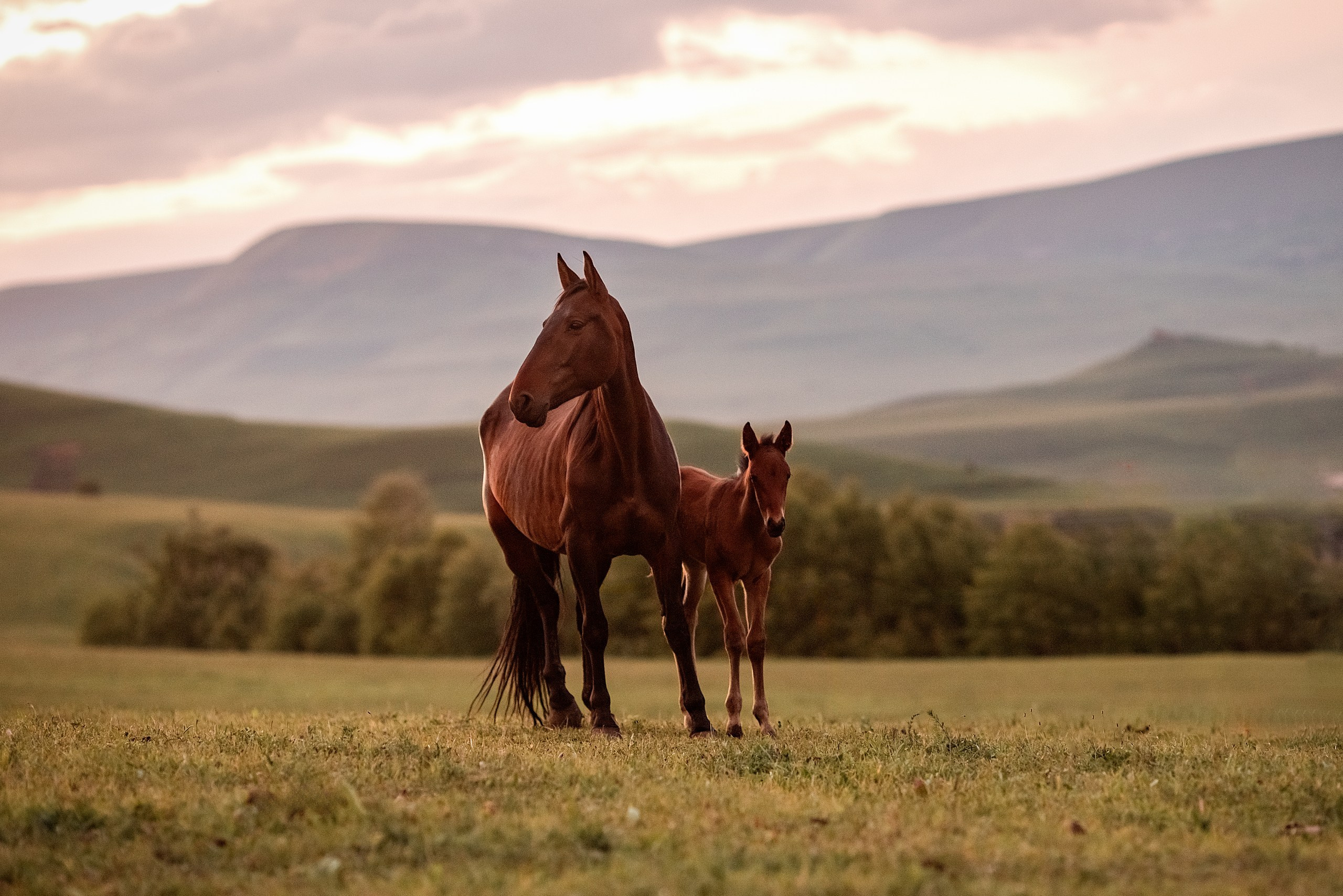 Майское закатное. BrisArts