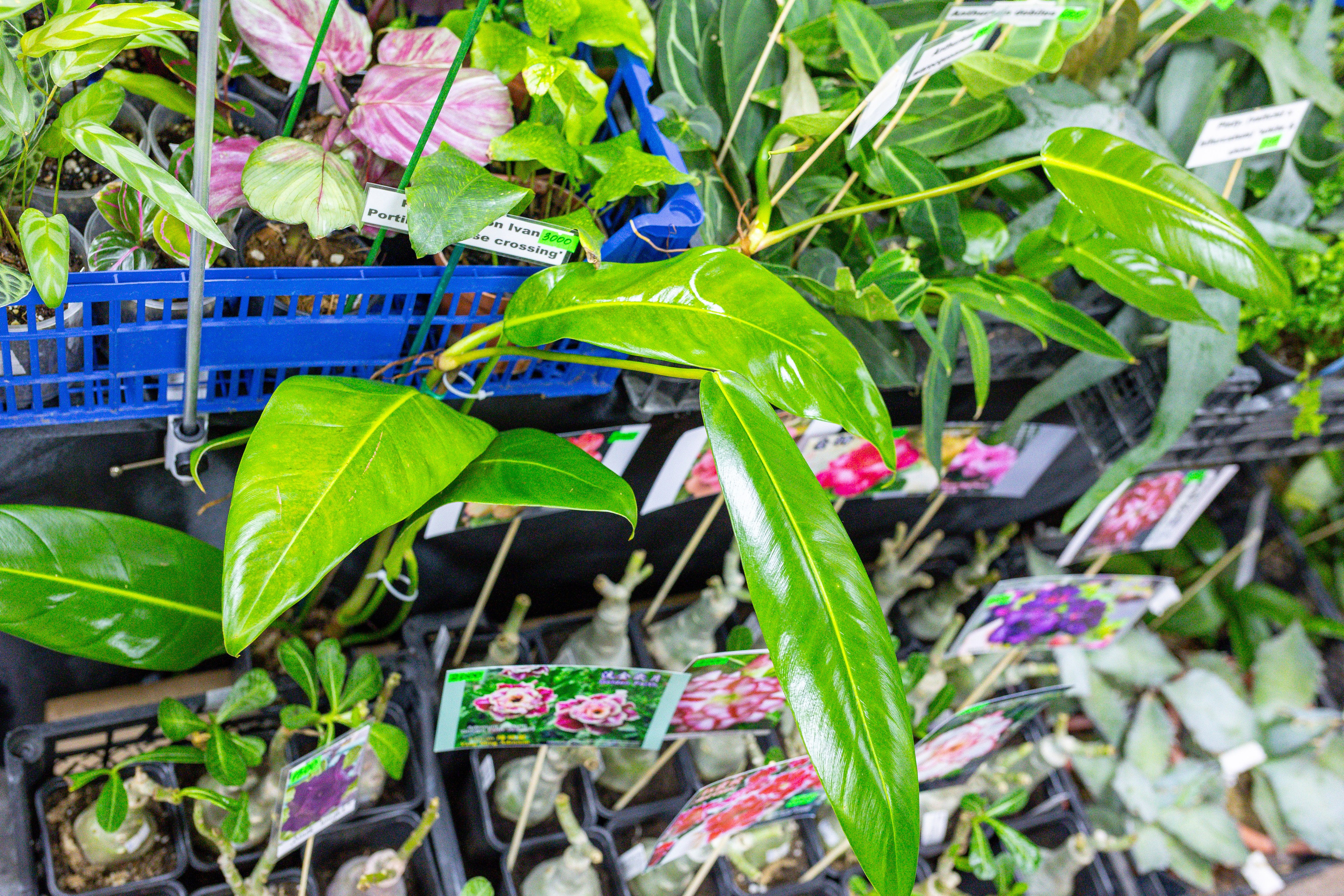 Монстериум 11–12 октября. Александра Куликова фотограф, Москва