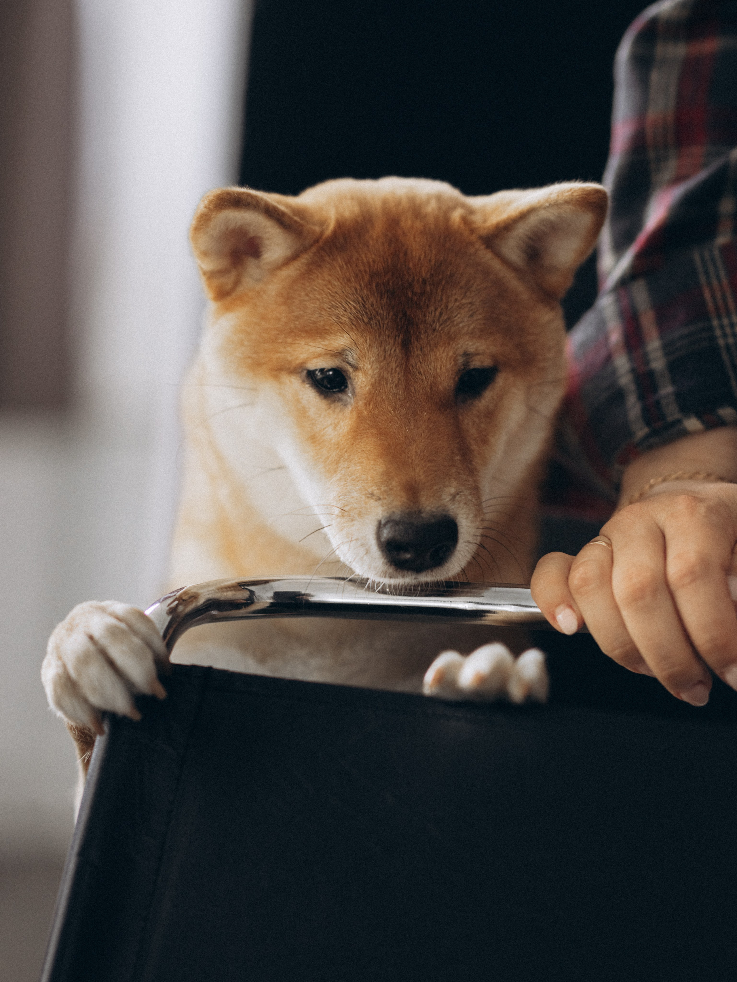 Мика и Настя. Фотограф-анималист в Москве Кириллова Татьяна