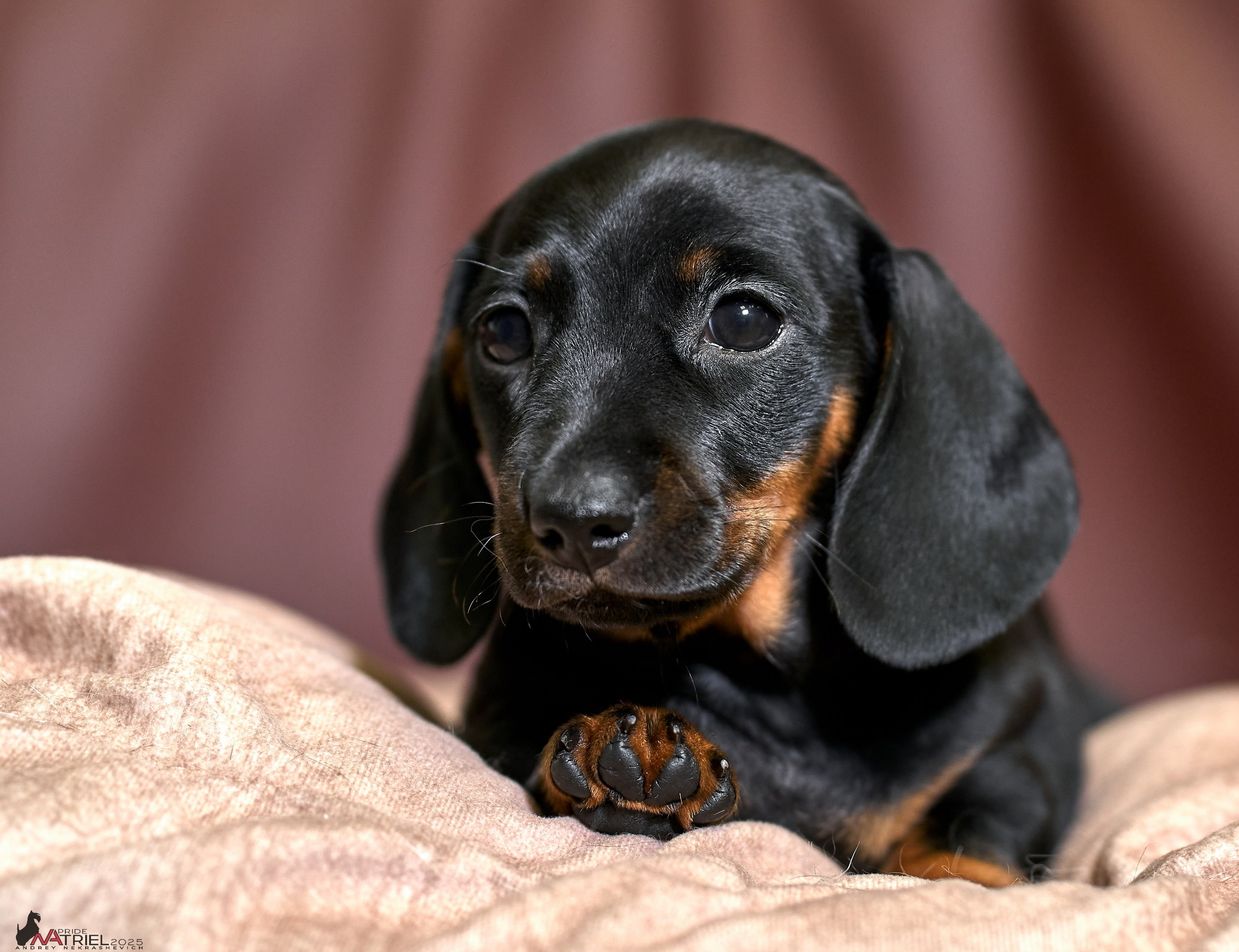 Съемка щенков таксы с мобильным светом