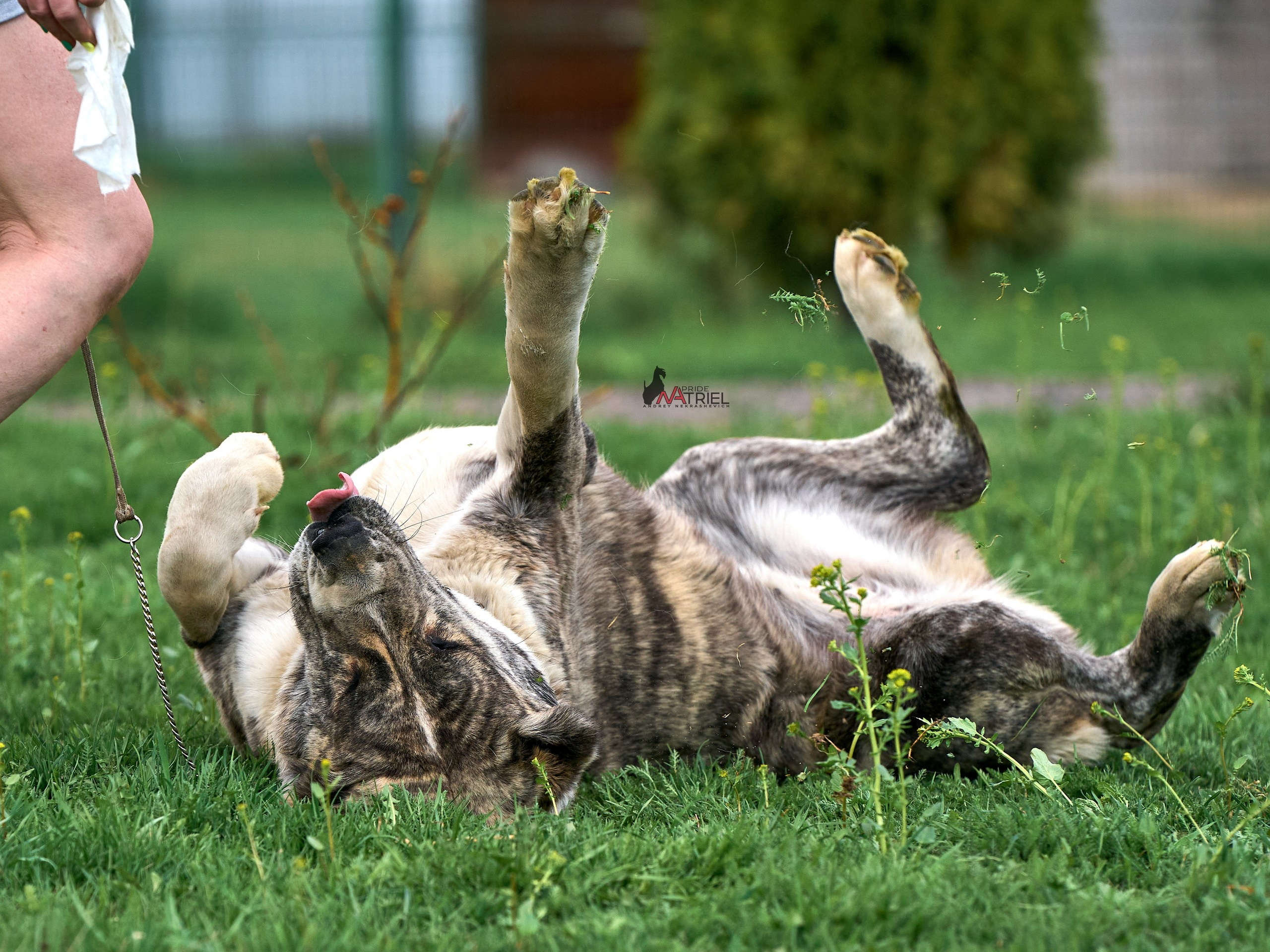 Среднеазиаты — щенки и взрослые