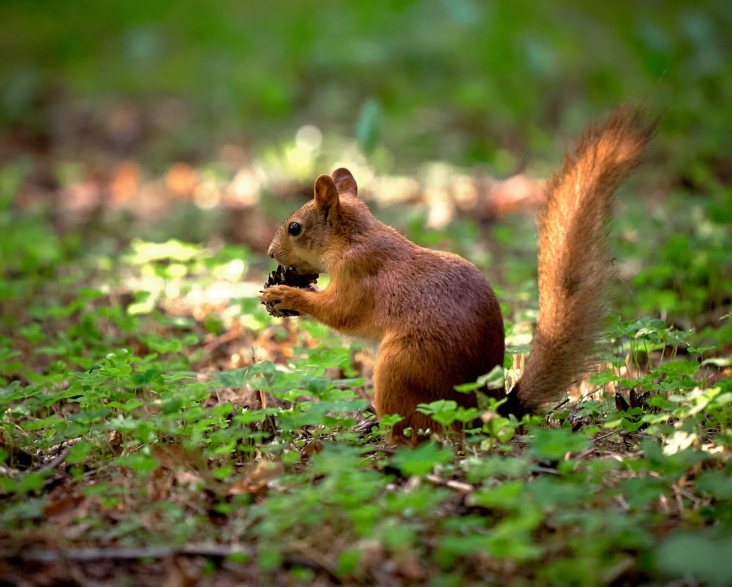 Животные — галерея NATRIEL