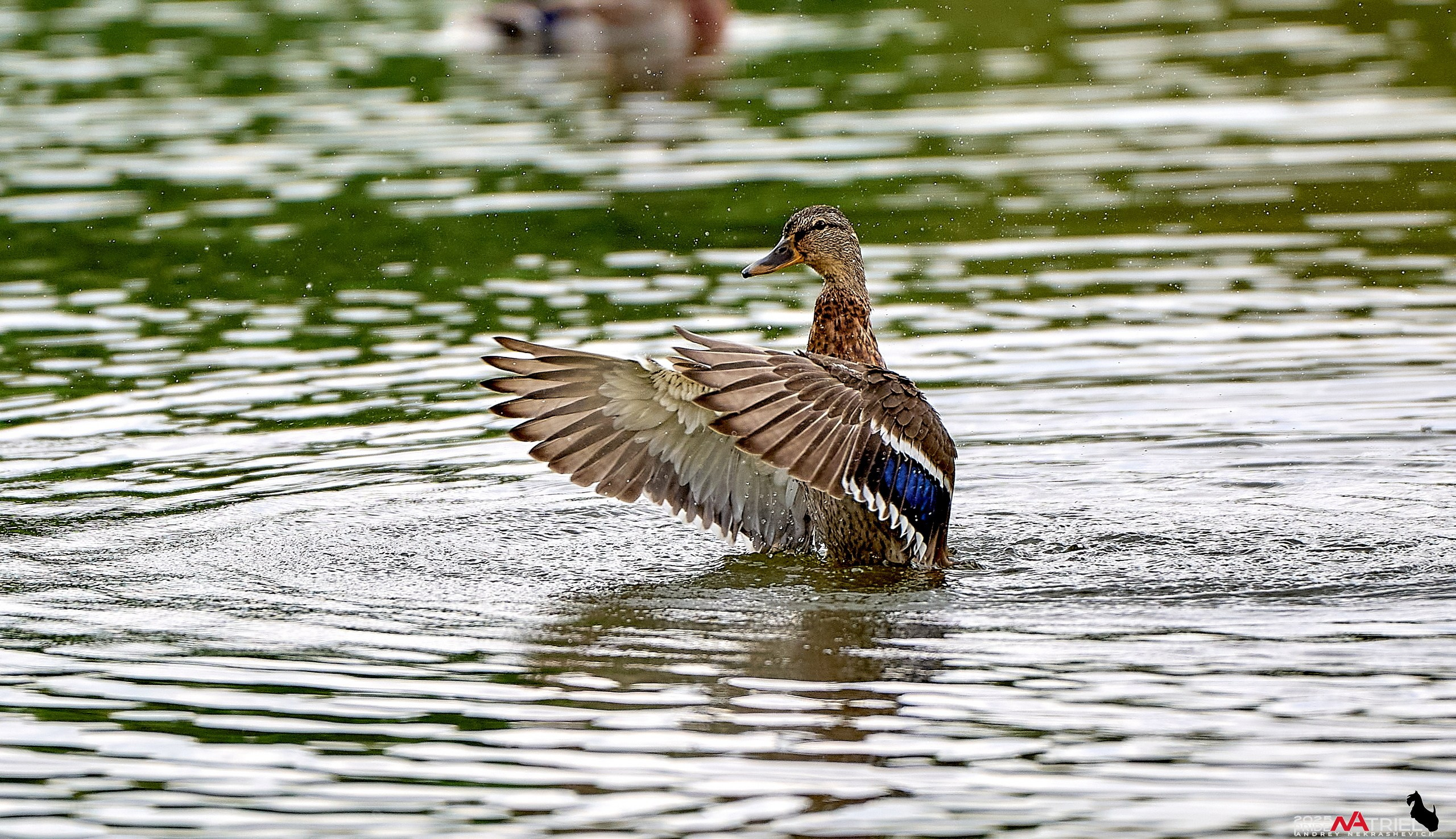 Утки на пруду