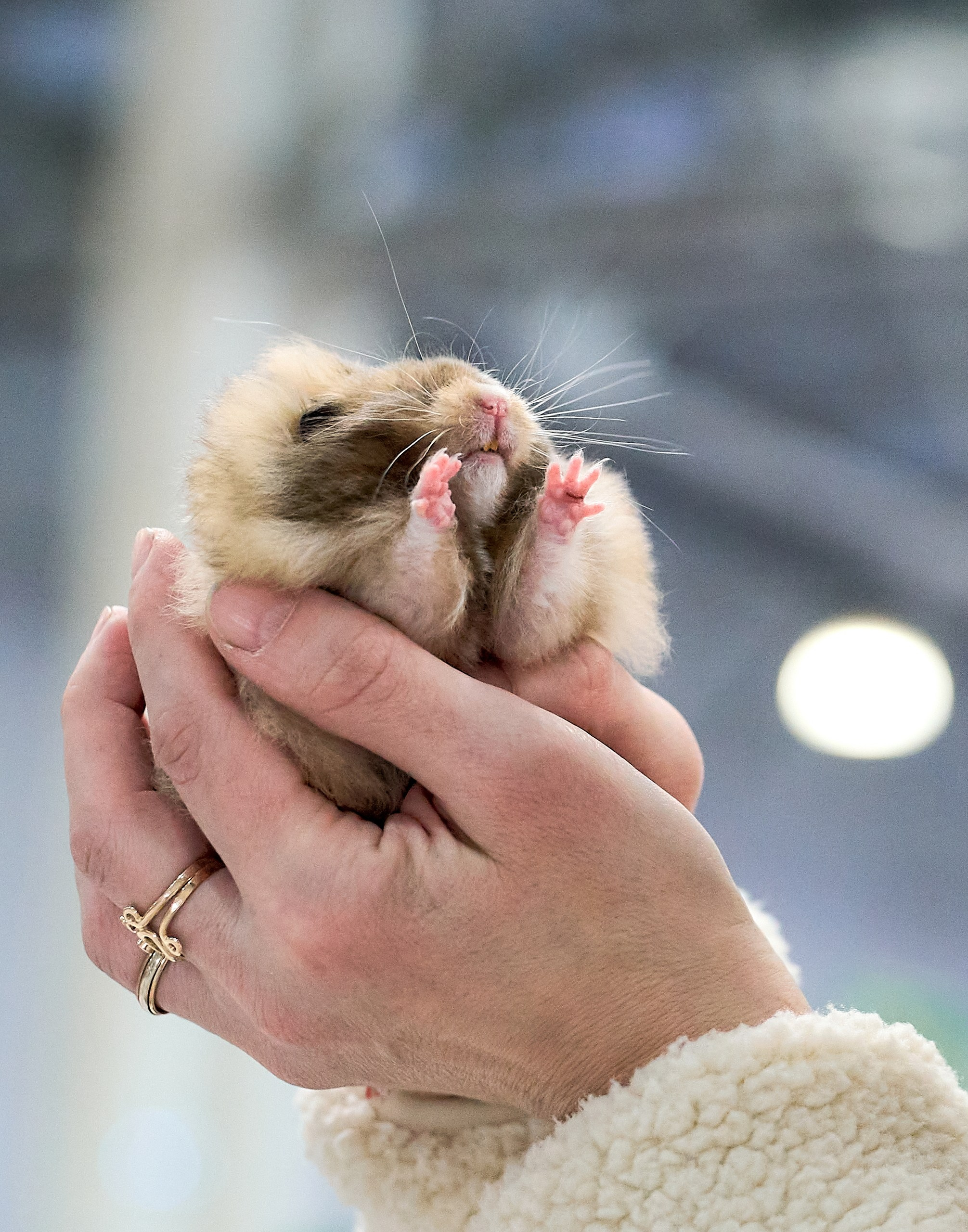 Животные — галерея NATRIEL