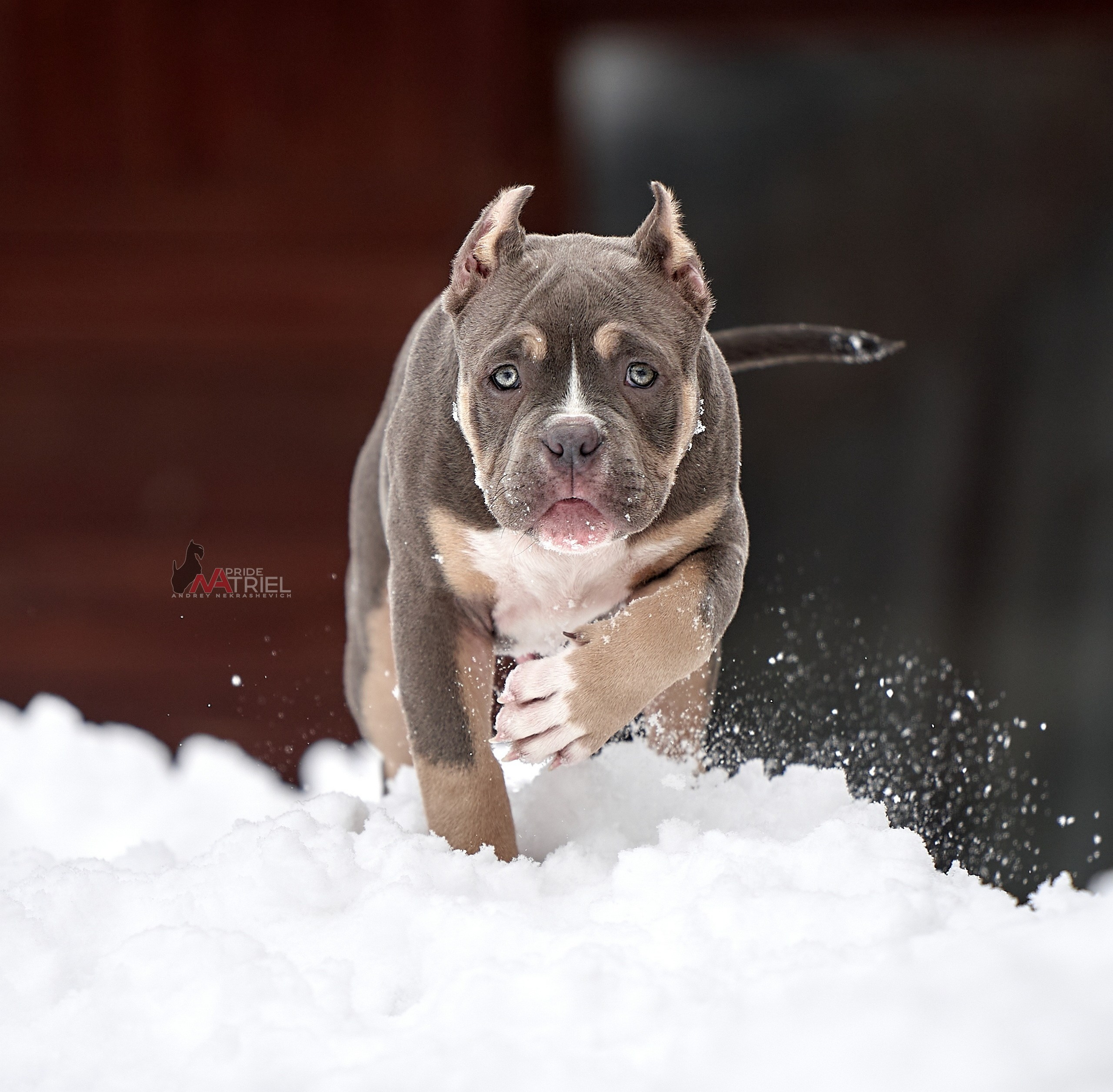 Щенки на прогулке — галерея NATRIEL