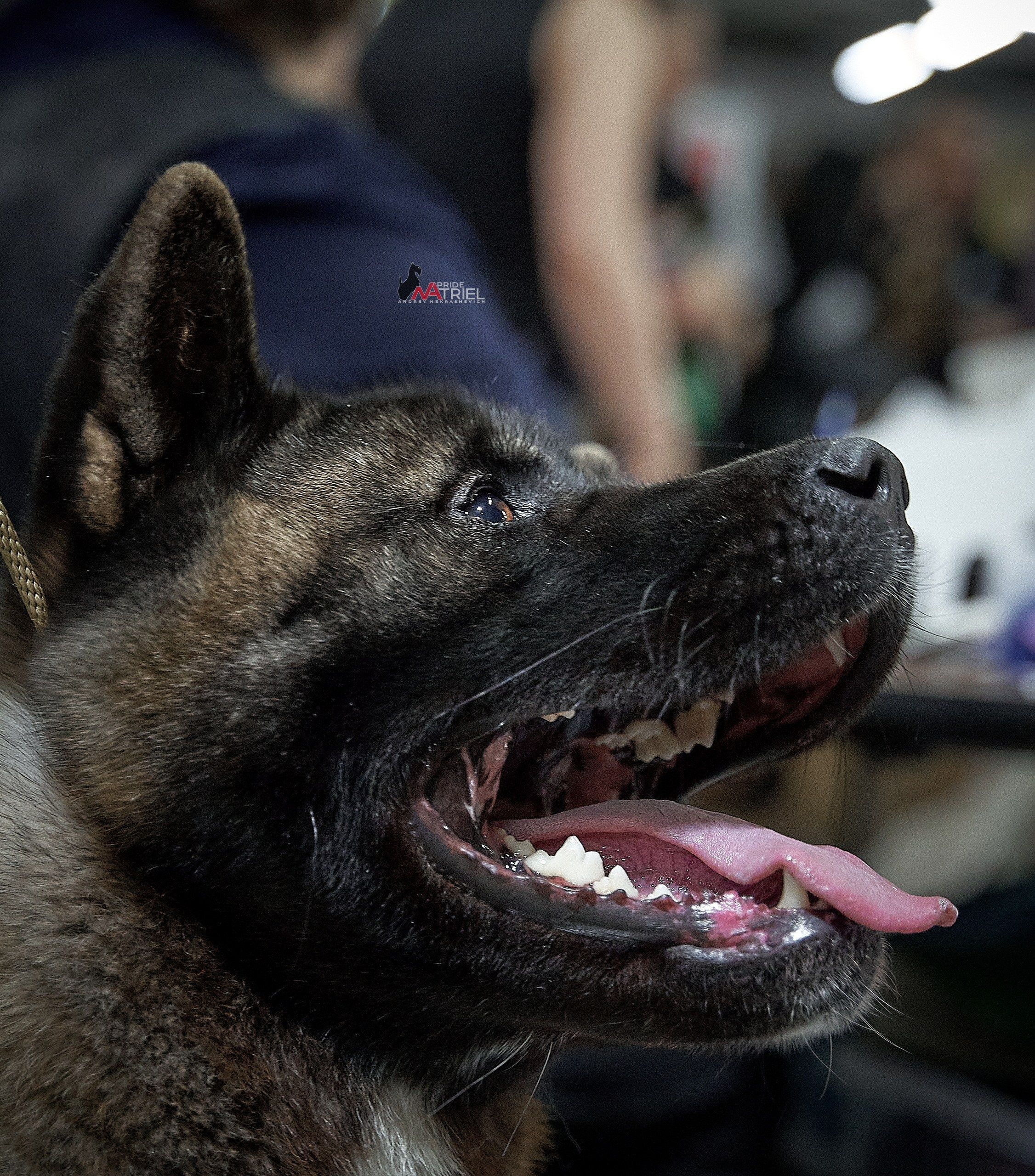 Портреты собак — галерея NATRIEL