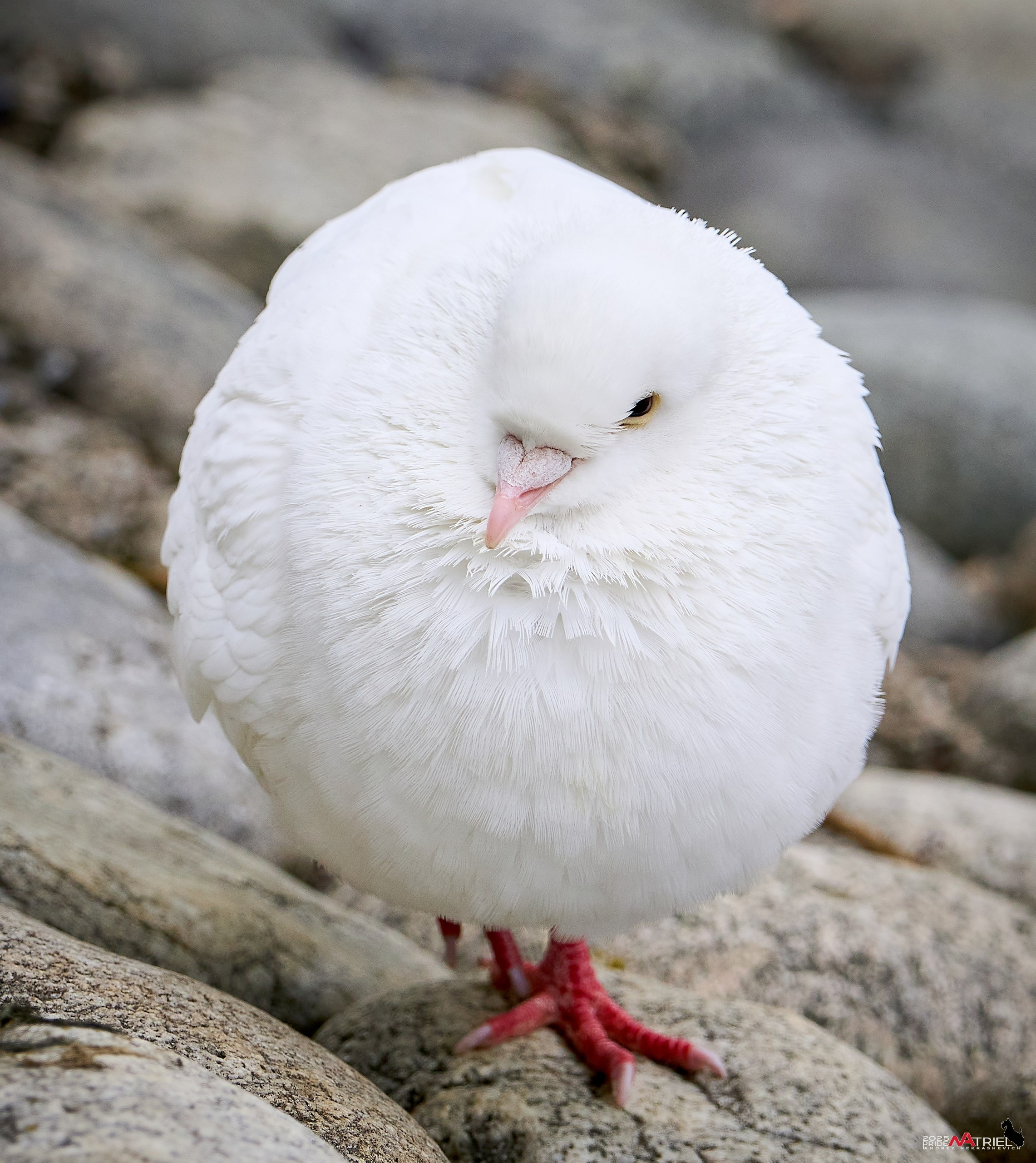 Съемка в парке на воде