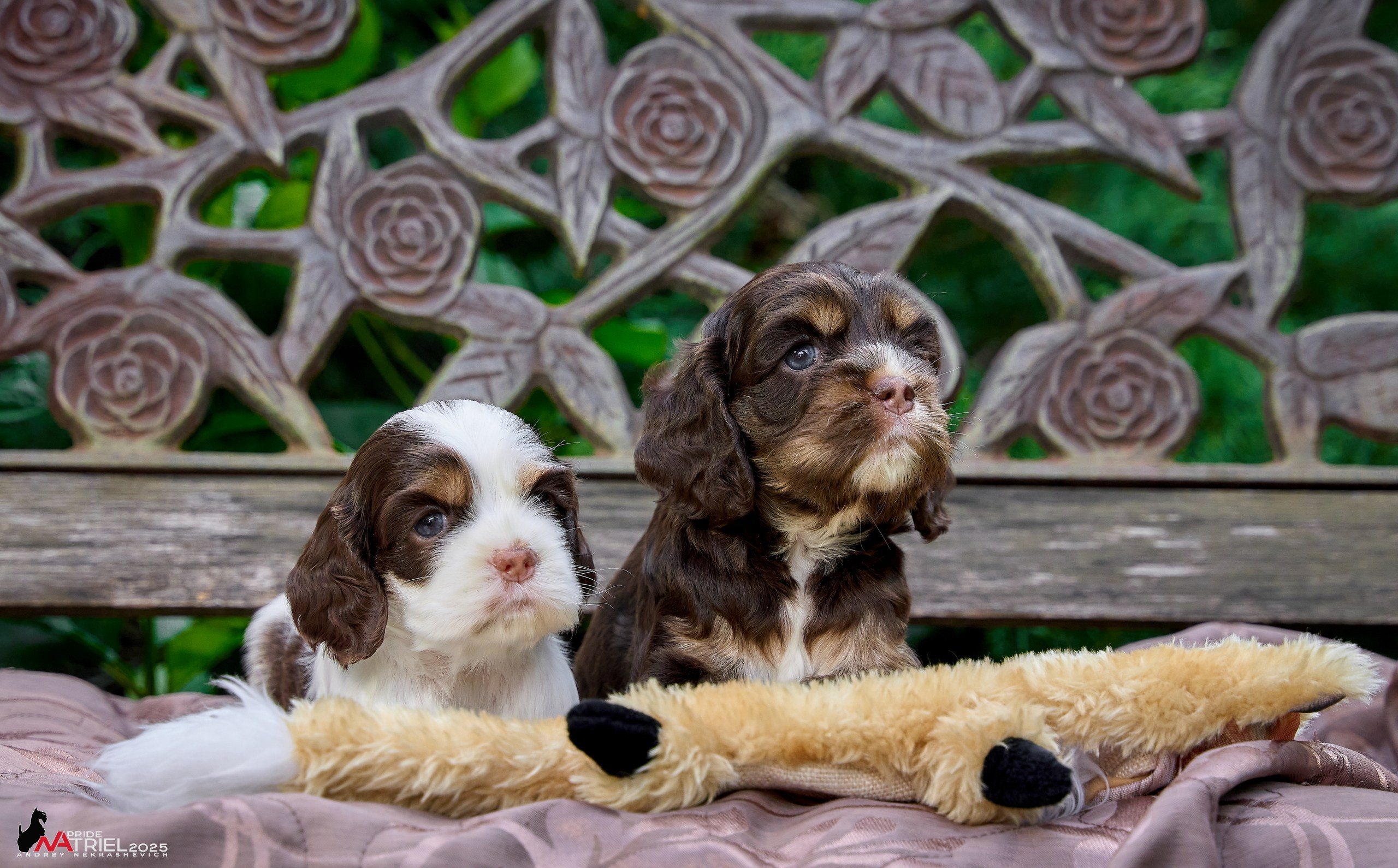 Щенки АмКокеров