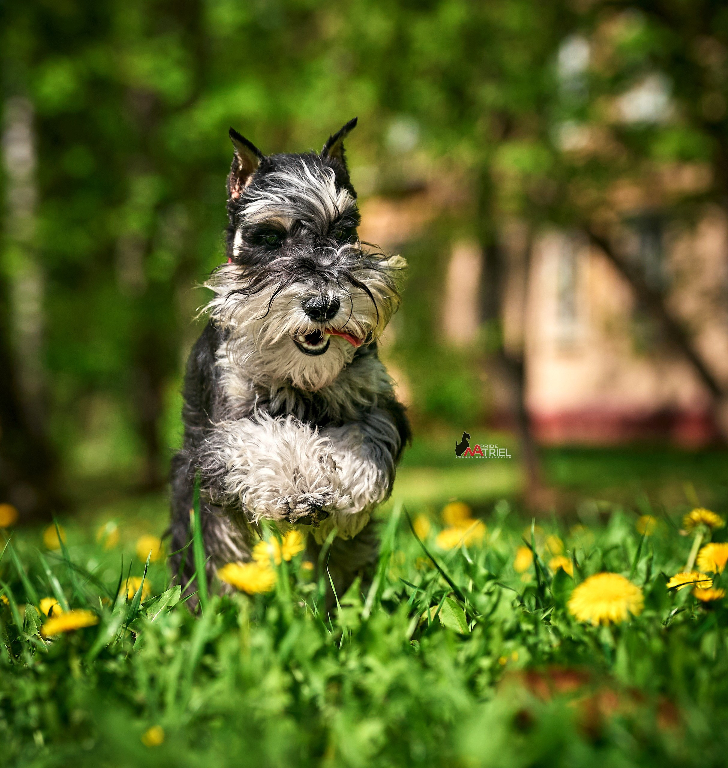 Прогулка в движении — галерея NATRIEL