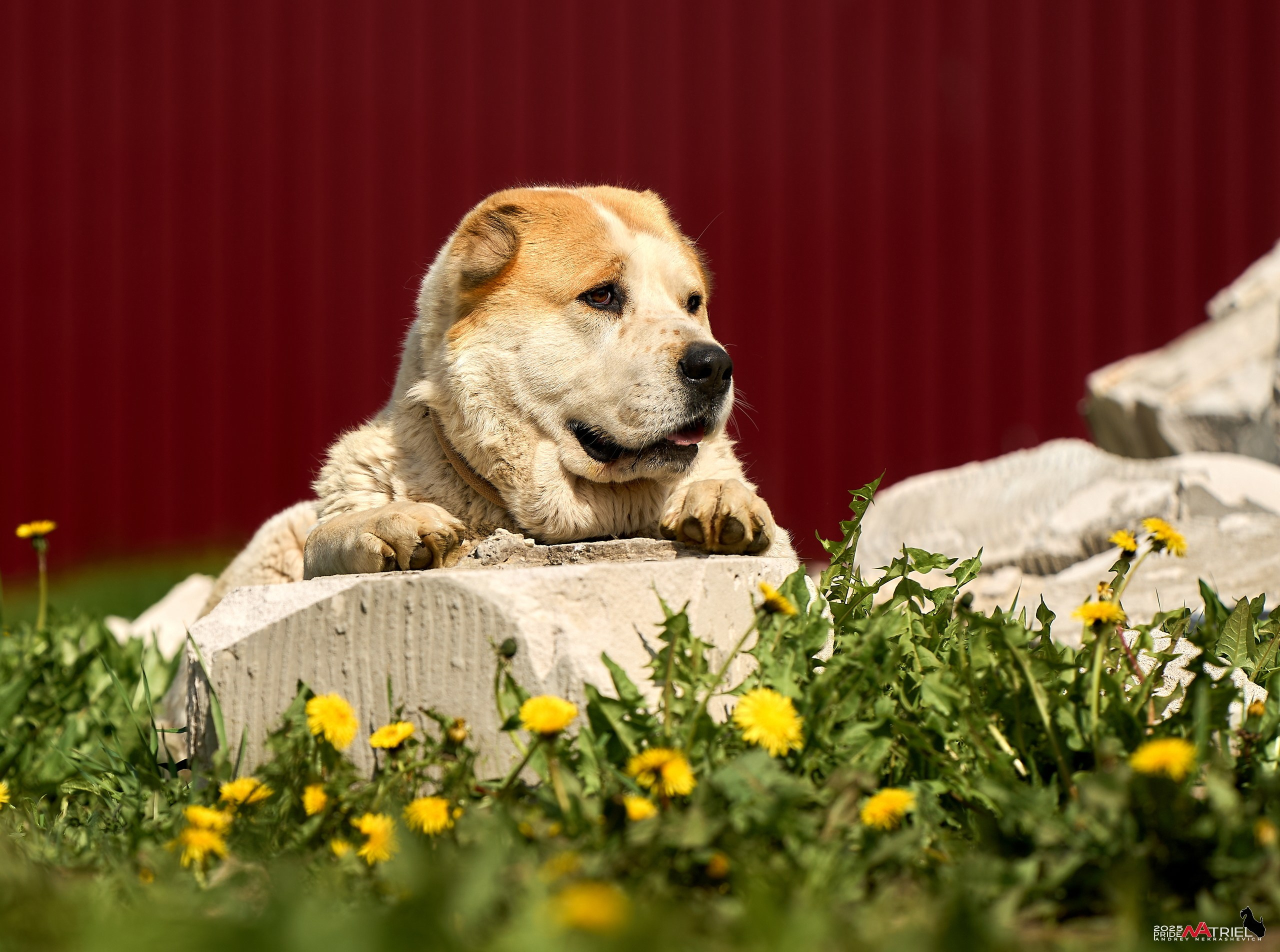 Съемка в питомнике