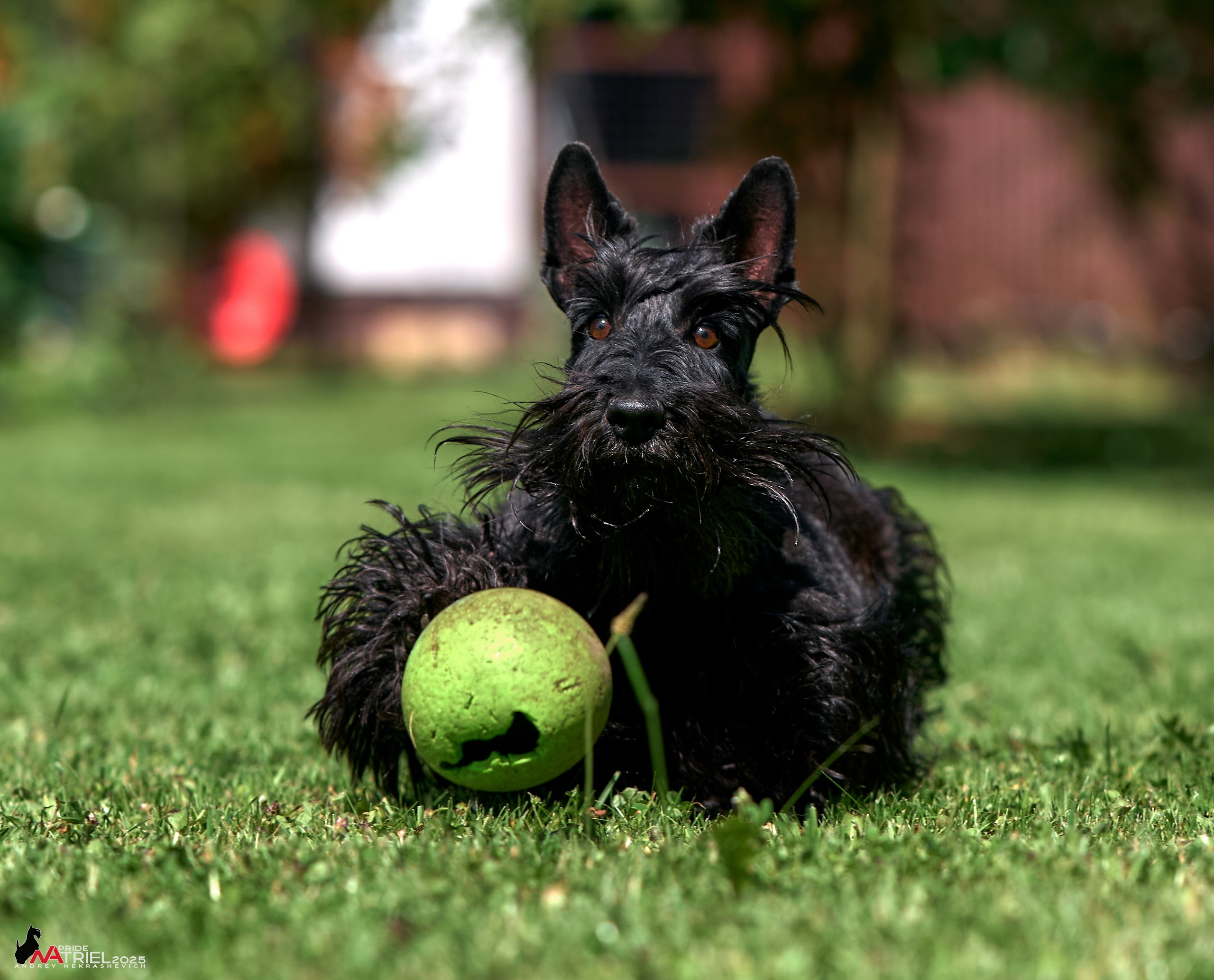 Алабаи и скотч-терьеры в питомнике у Ольги