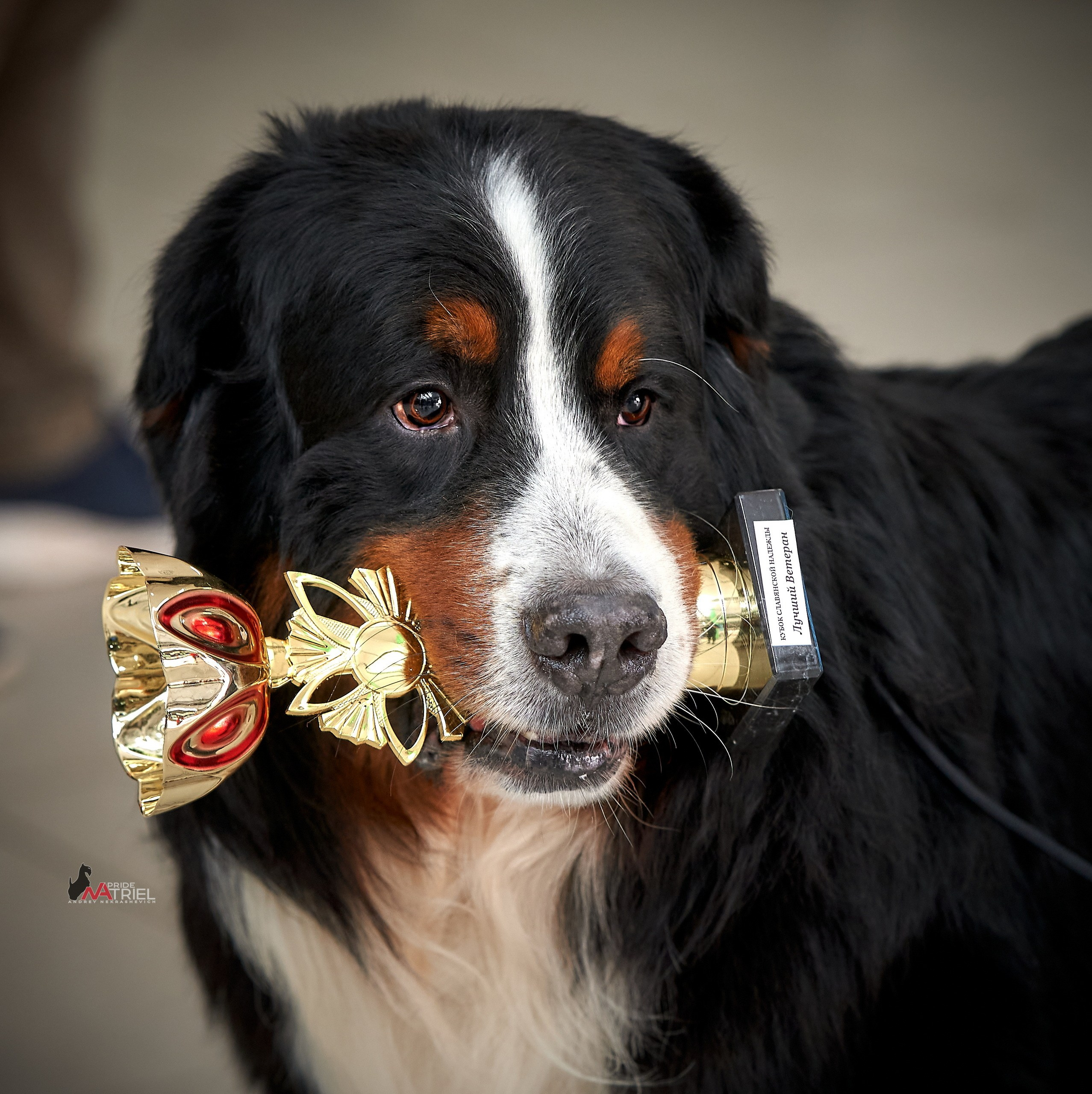 Призовые места — галерея NATRIEL