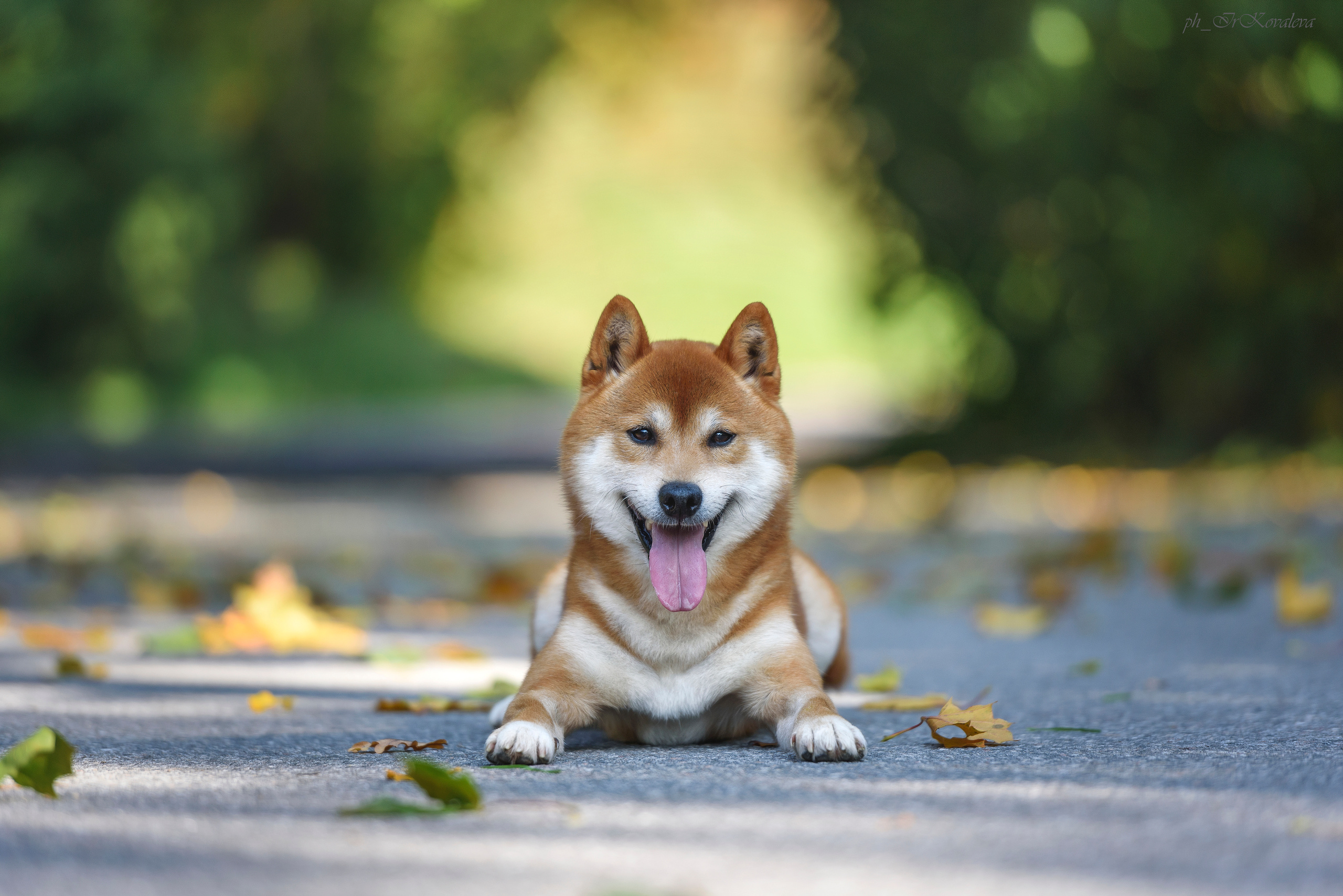 Фотограф анималист в Санкт-Петербурге Ирина Ковалева