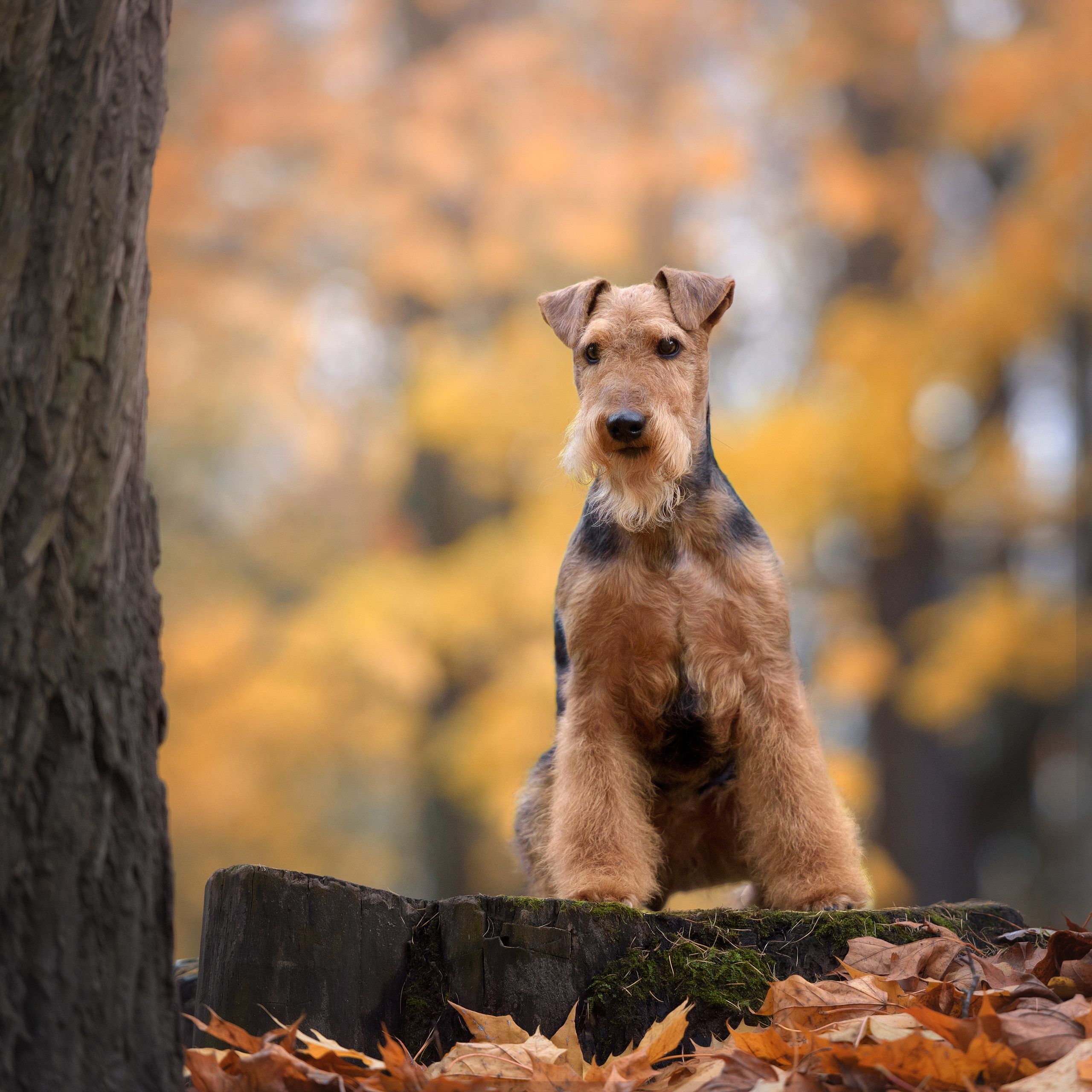 Фотограф анималист в Санкт-Петербурге Ирина Ковалева