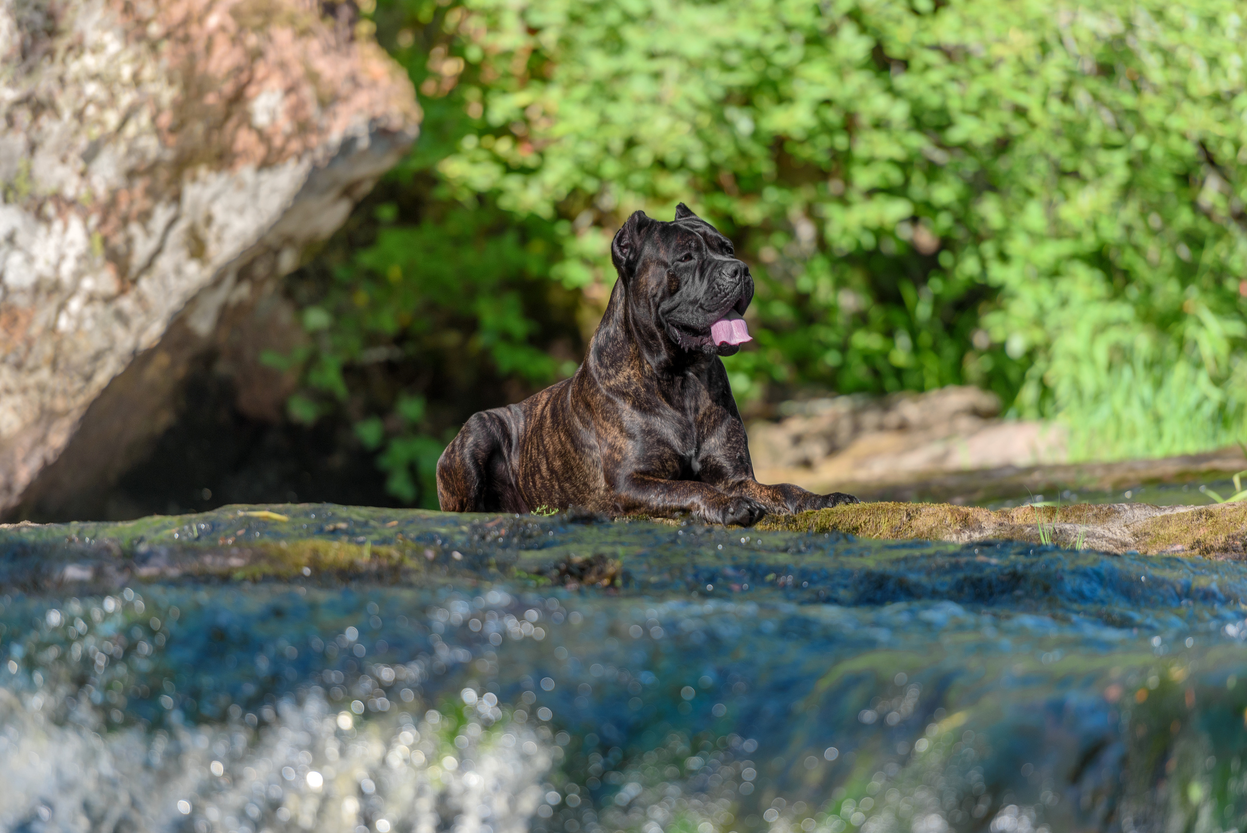 Фотограф анималист в Санкт-Петербурге Ирина Ковалева