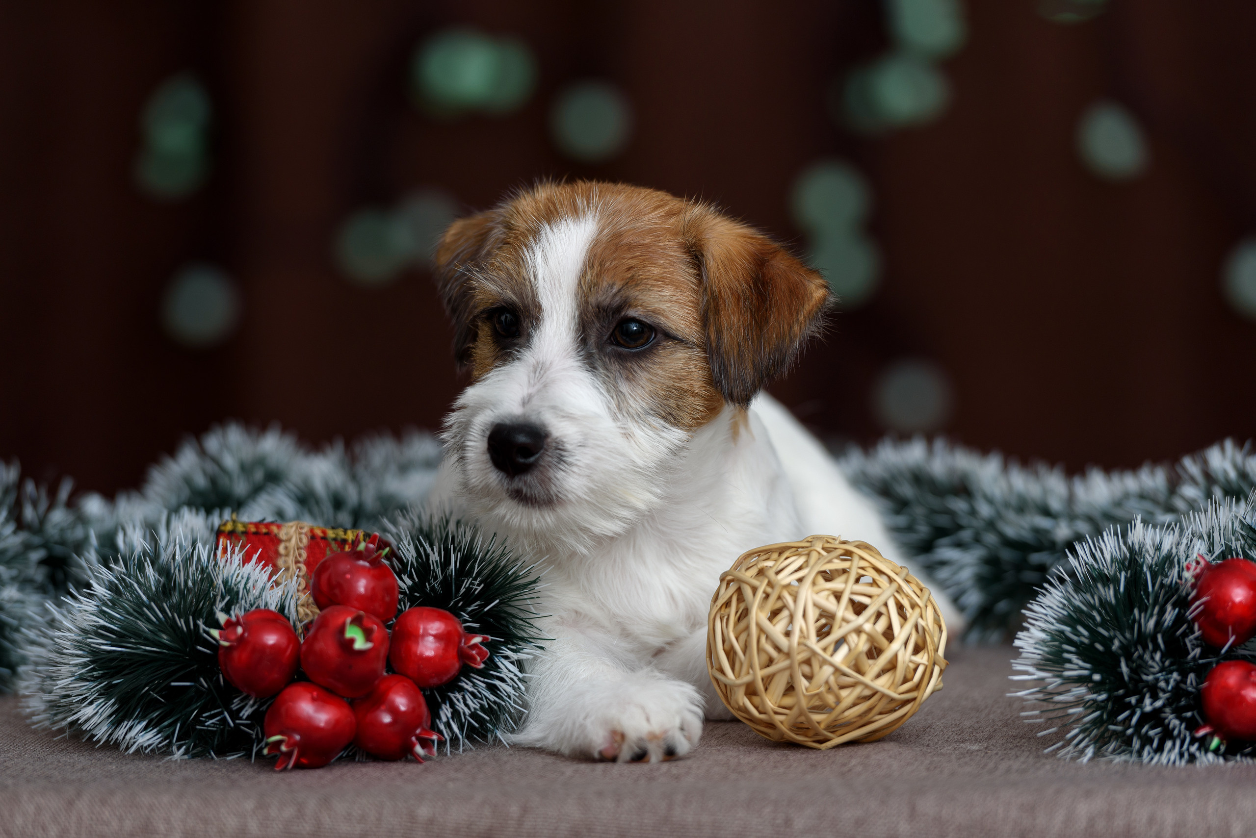 Фотограф анималист в Санкт-Петербурге Ирина Ковалева