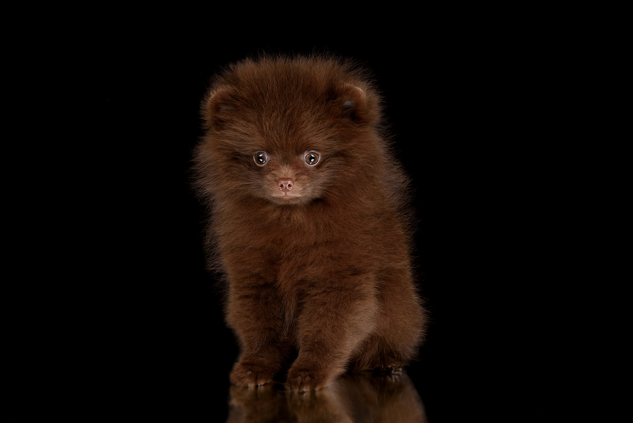 Фотограф анималист в Санкт-Петербурге Ирина Ковалева