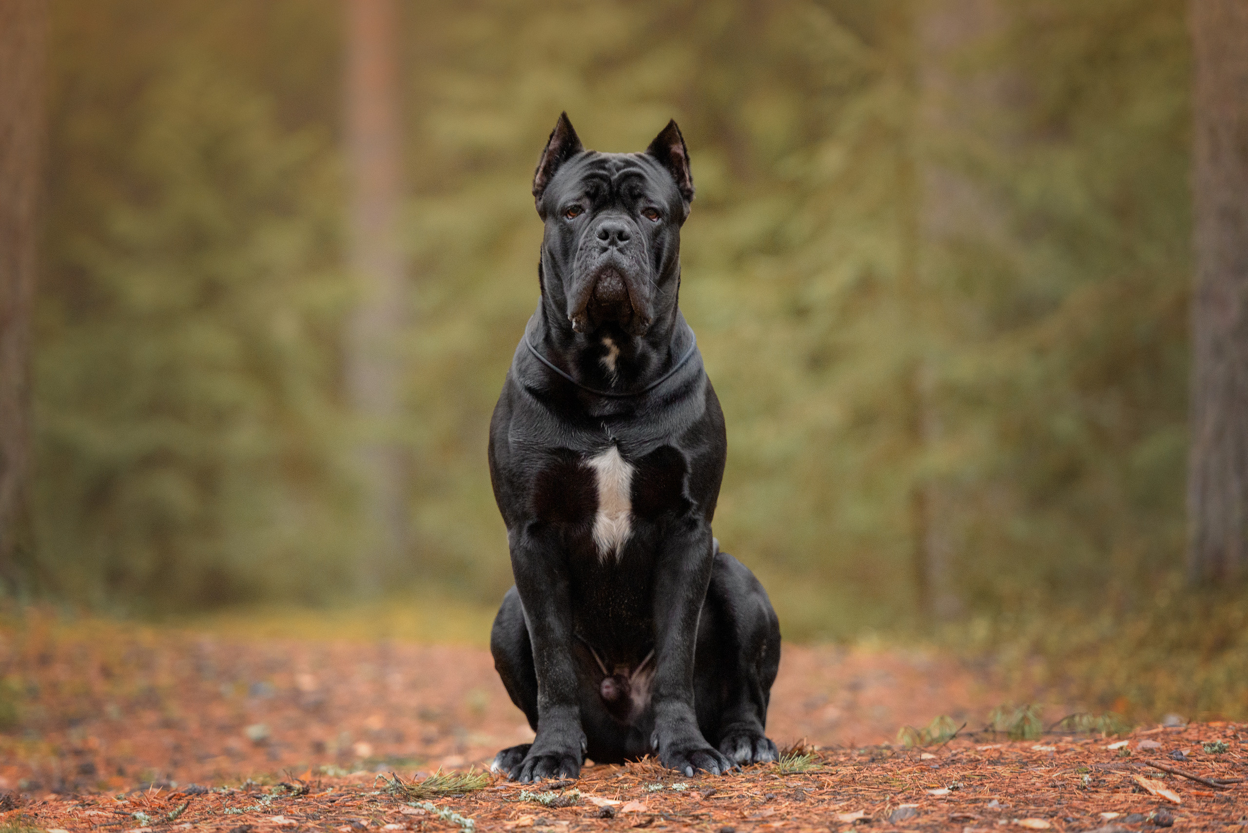 Фотограф анималист в Санкт-Петербурге Ирина Ковалева