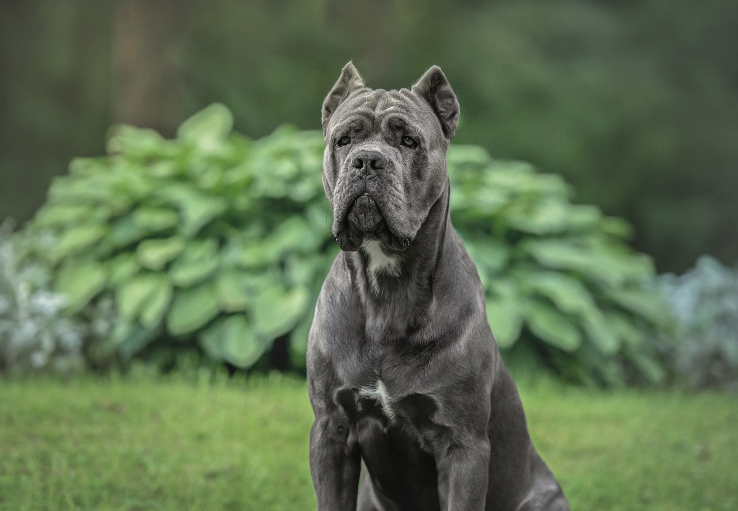 Фотограф анималист в Санкт-Петербурге Ирина Ковалева