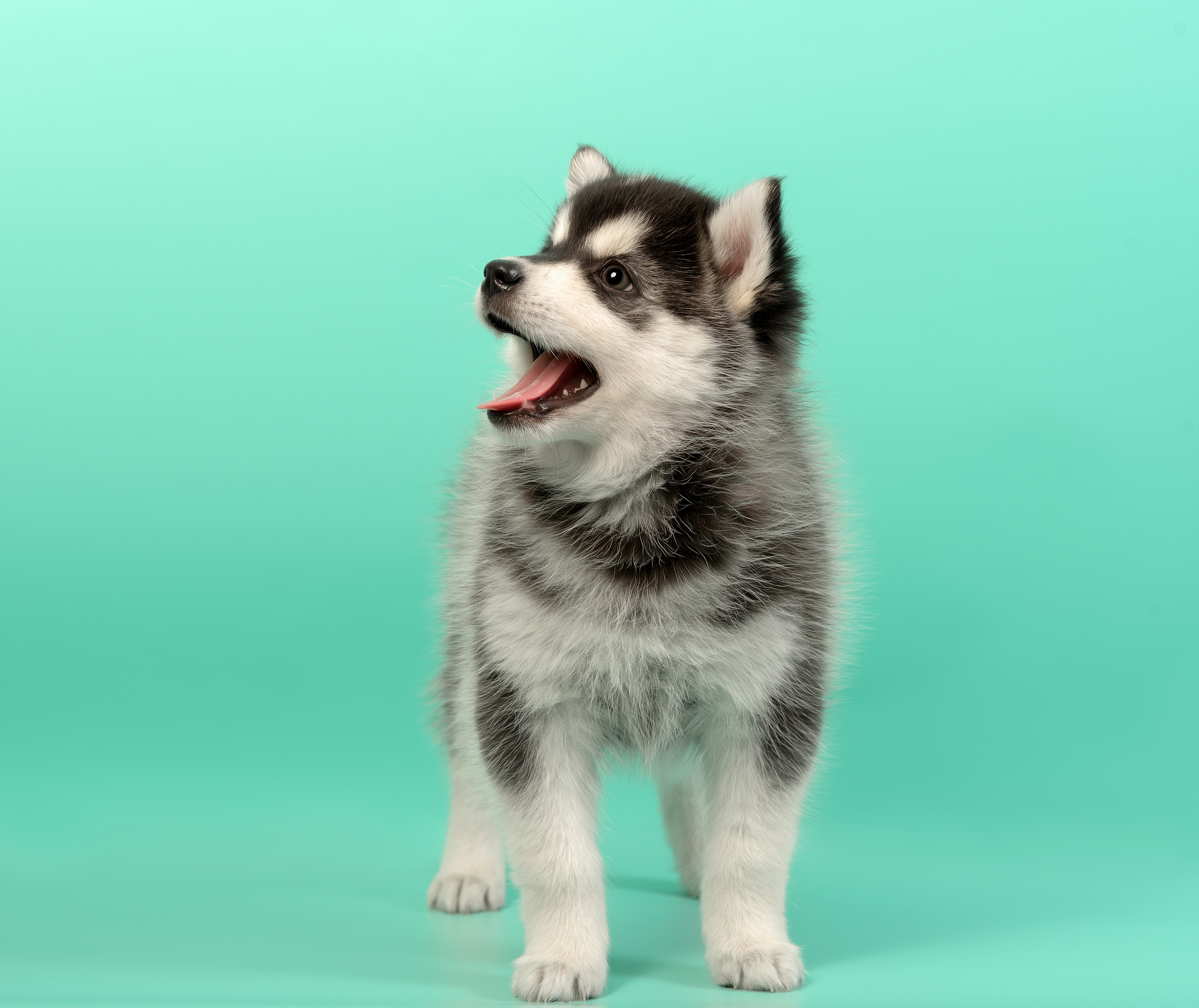 Фотограф анималист в Санкт-Петербурге Ирина Ковалева