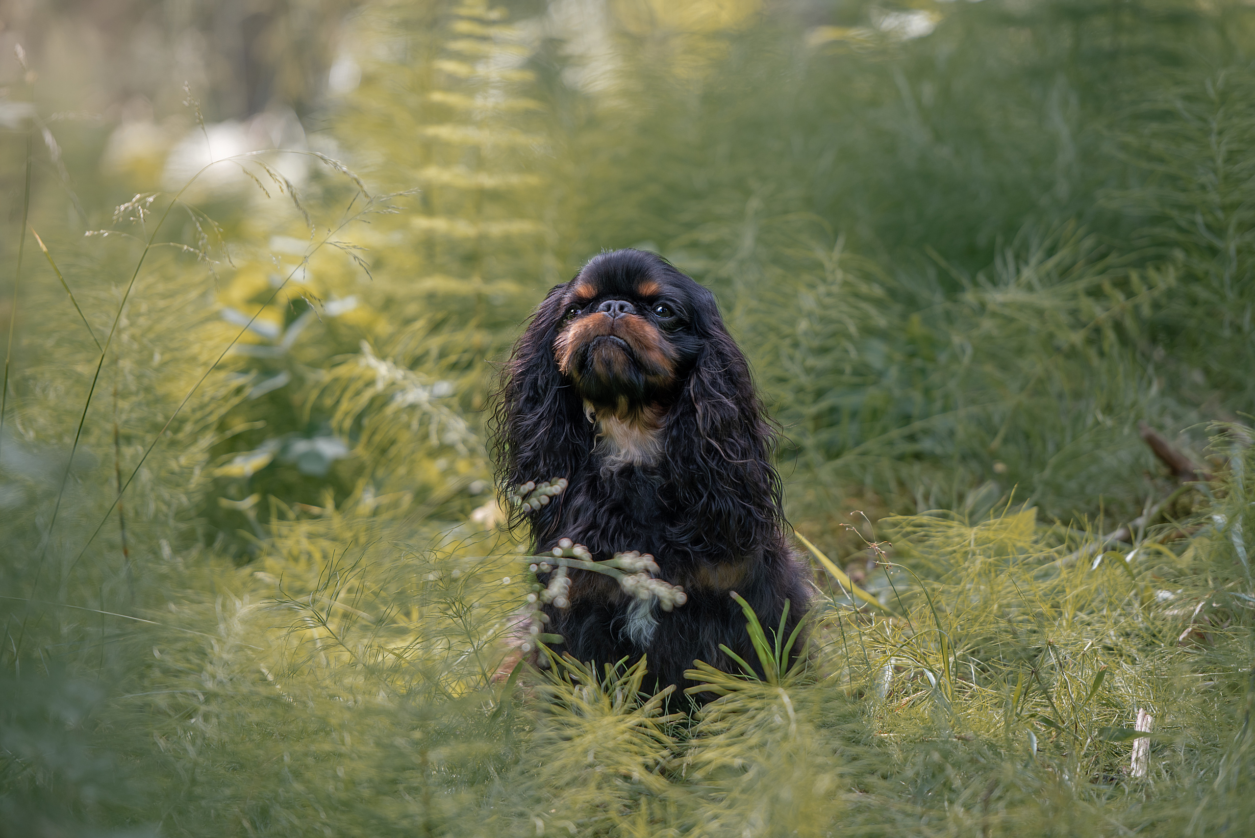Фотограф анималист в Санкт-Петербурге Ирина Ковалева