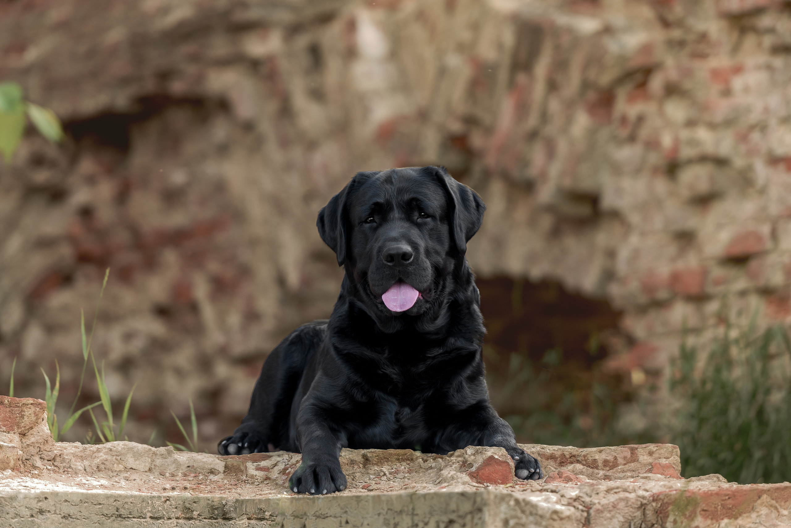 Фотограф анималист в Санкт-Петербурге Ирина Ковалева