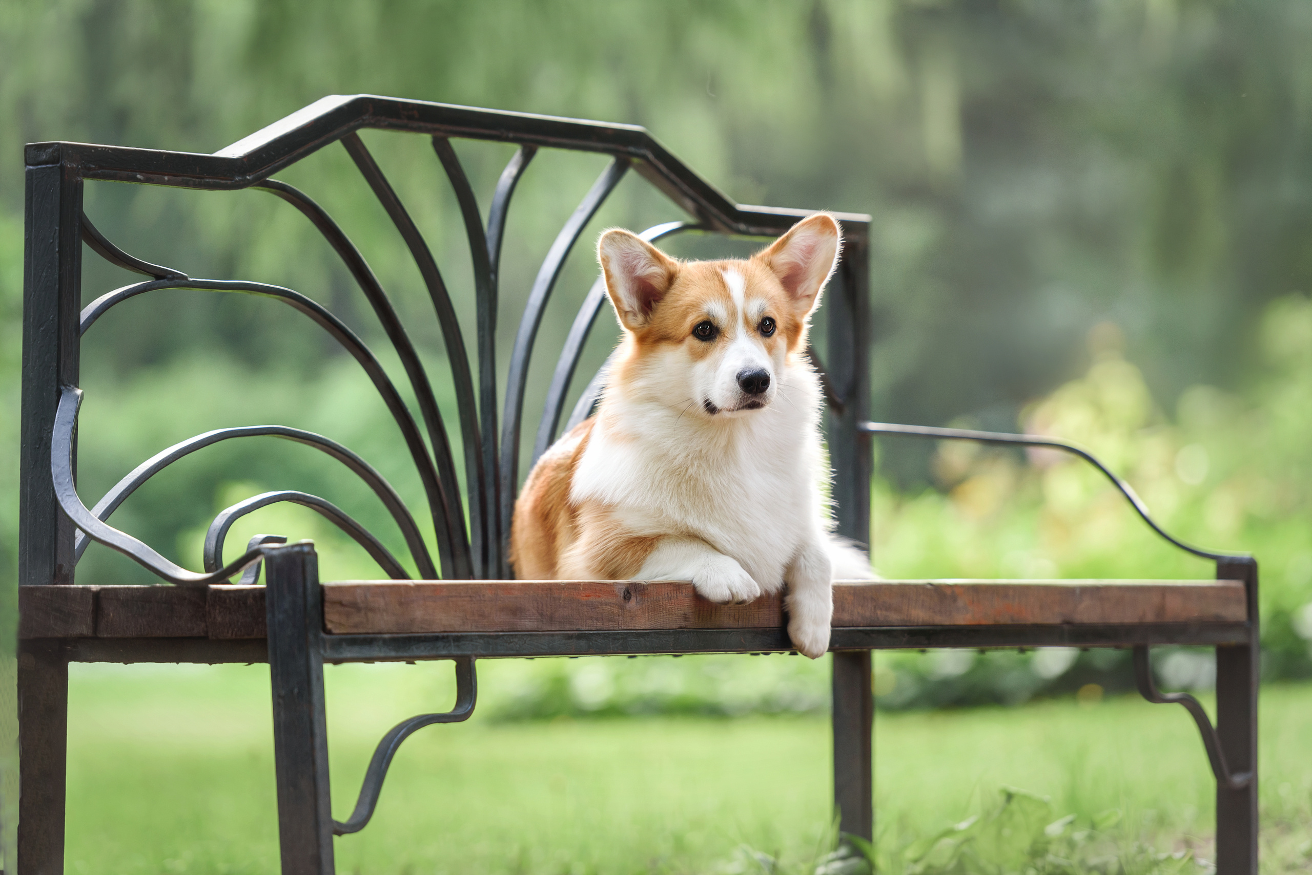 Фотограф анималист в Санкт-Петербурге Ирина Ковалева
